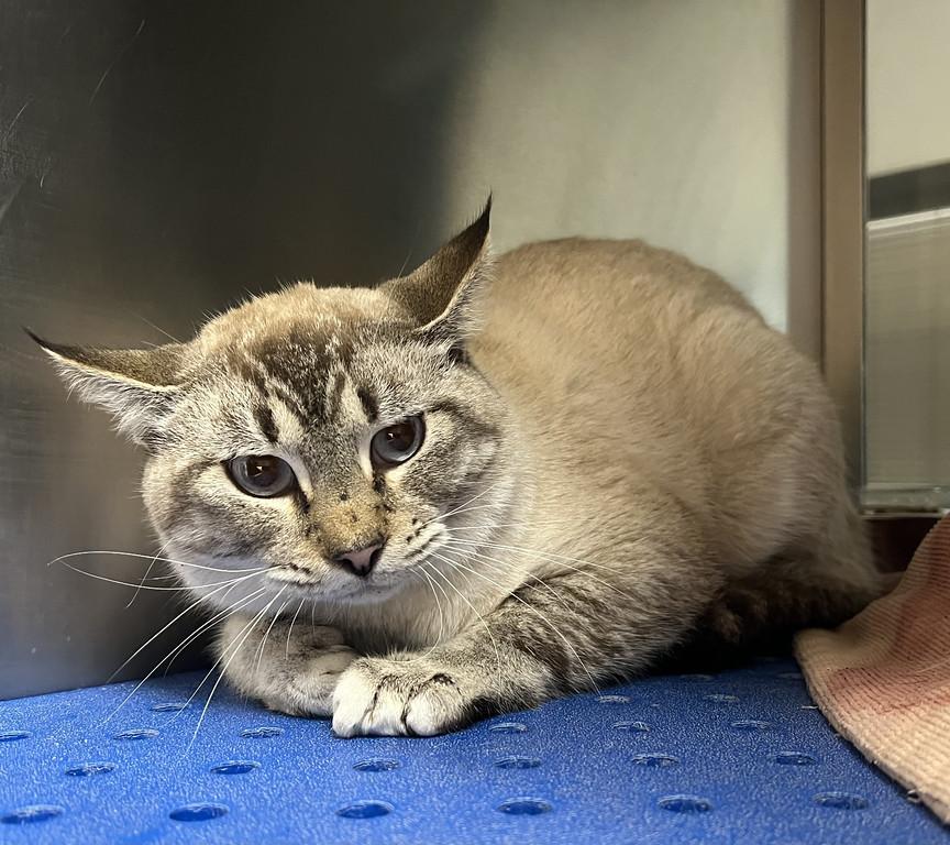 Harness, ADOPTABLE, Adult Male Domestic Short Hair & Siamese.