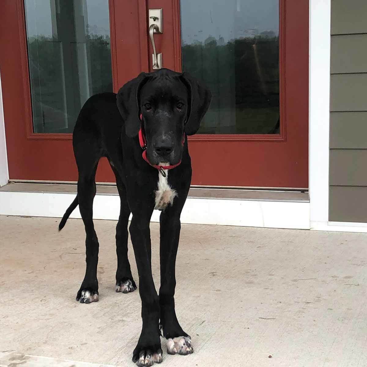 Hemi, Adopted, Puppy Male Great Dane.