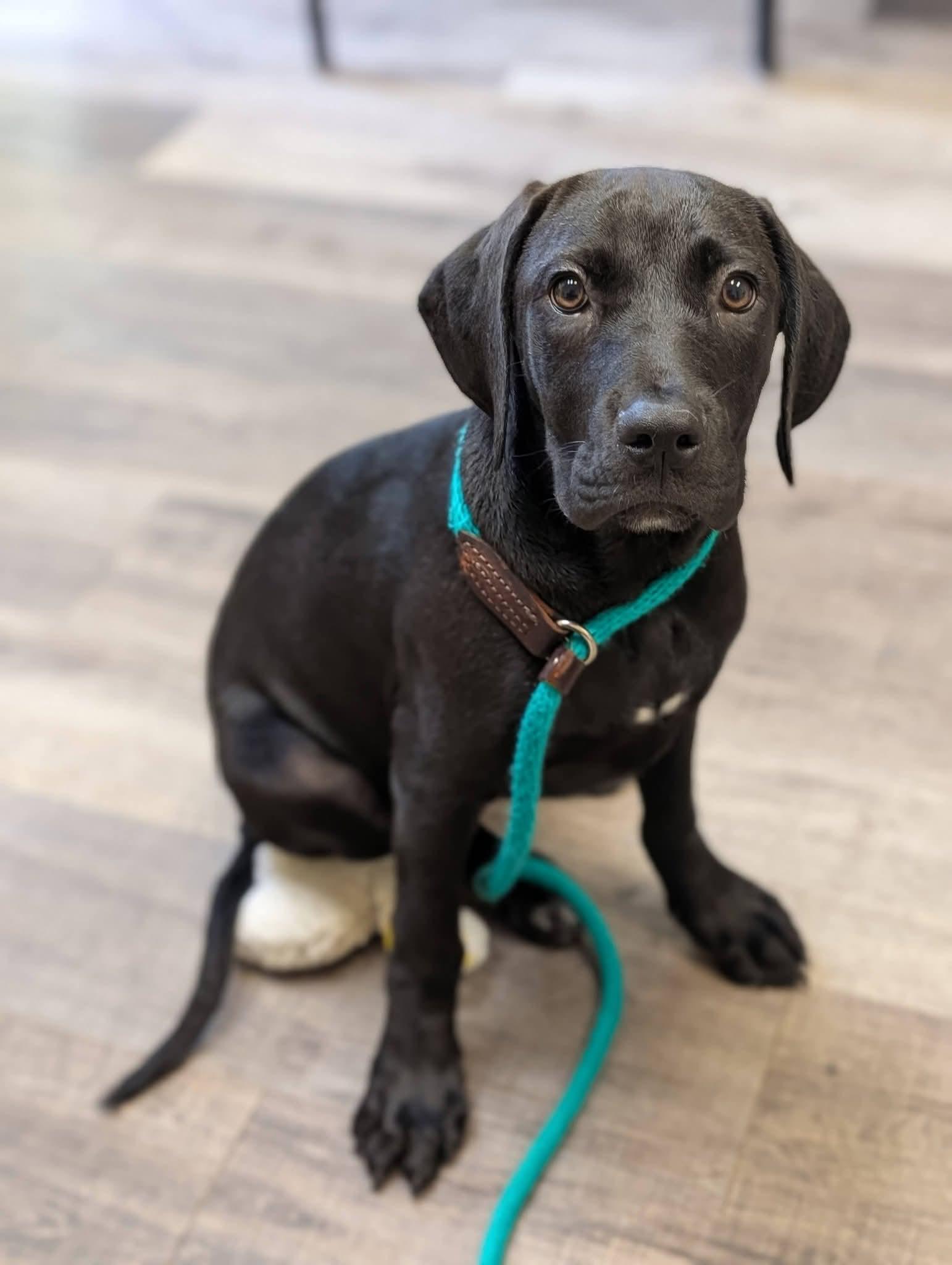 Lilly P. 425, adoptable, Young Female Labrador Retriever.