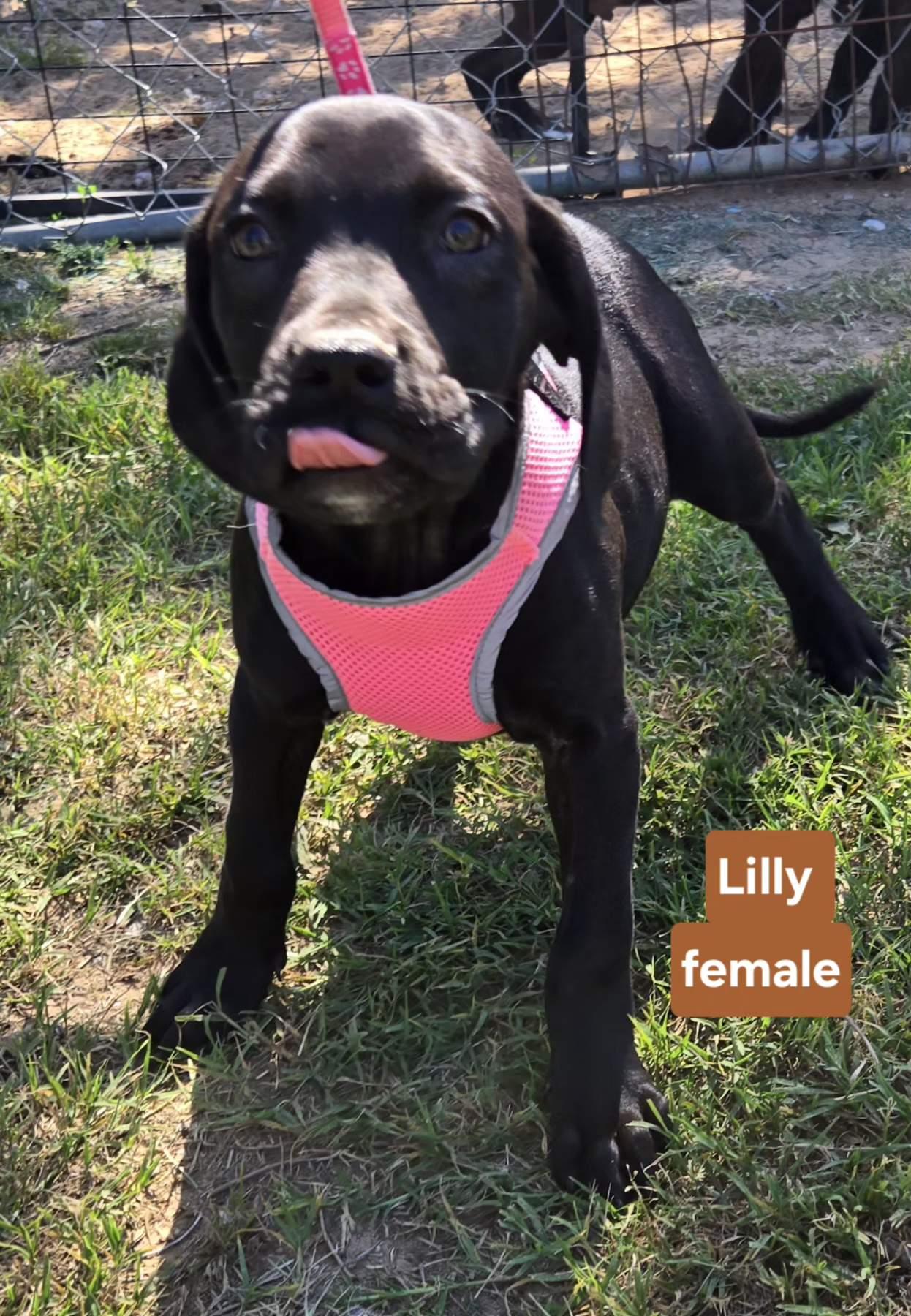 Enlarge Lilly P. 425, an adoptable mixed breed in Milwaukee, WI image 3/4