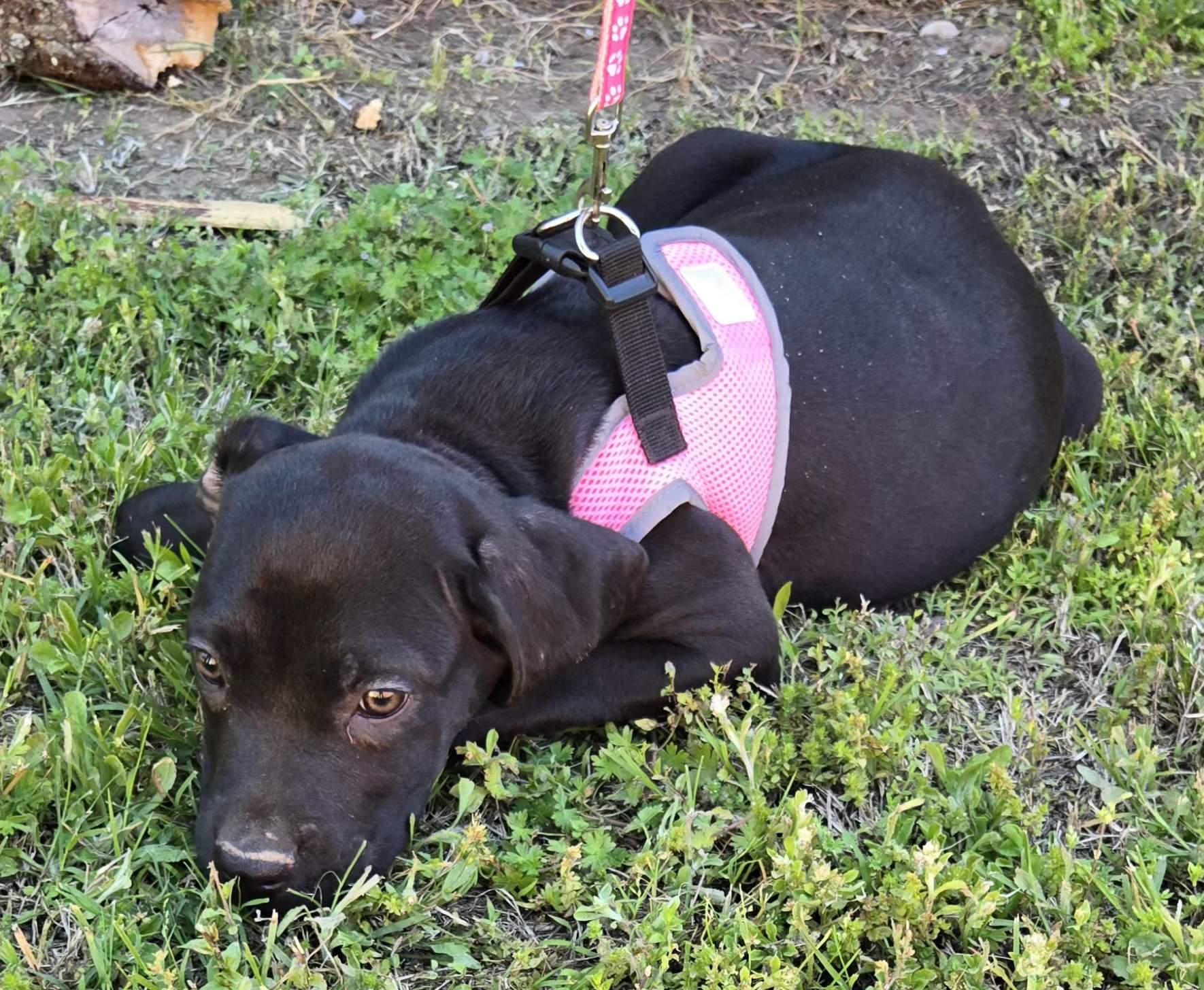 Enlarge Lilly P. 425, an adoptable mixed breed in Milwaukee, WI image 2/4