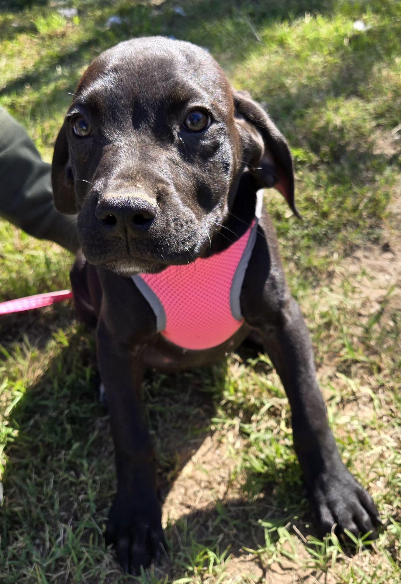 Enlarge Lilly P. 425, an adoptable mixed breed in Milwaukee, WI image 4/4