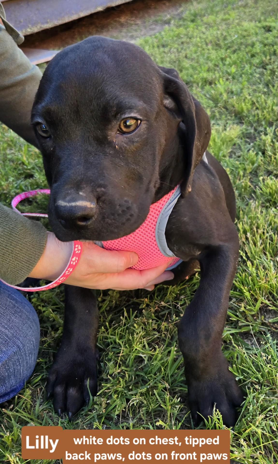 Enlarge Lilly P. 425, an adoptable mixed breed in Milwaukee, WI image 1/4