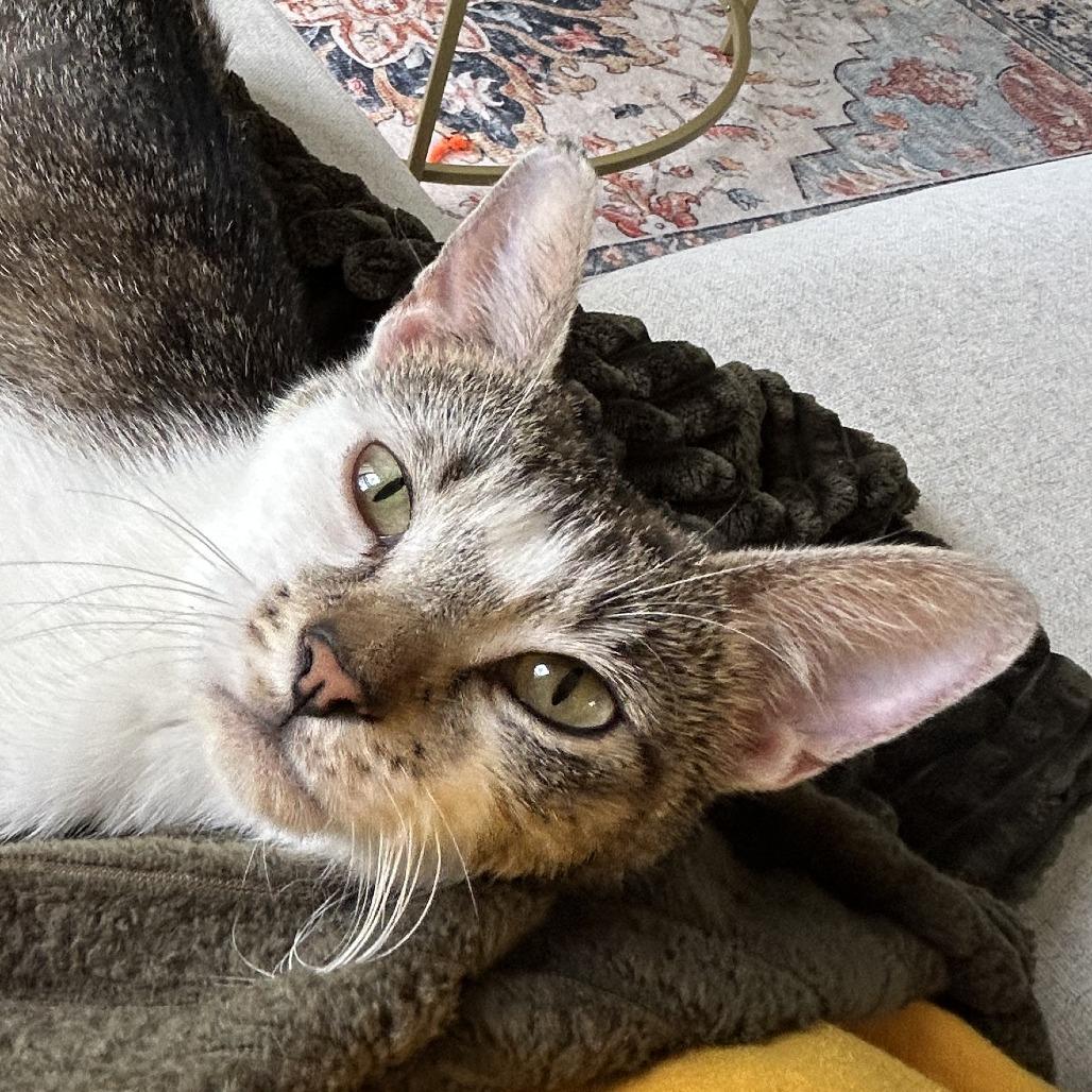 Lindy Hop, Adoptable, Young Female Domestic Short Hair.