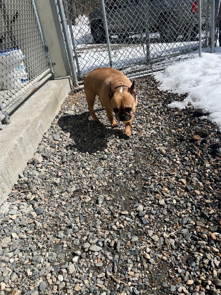 Enlarge Fizzie, a Adopted French Bulldog in Lunenburg, VT image 1/2