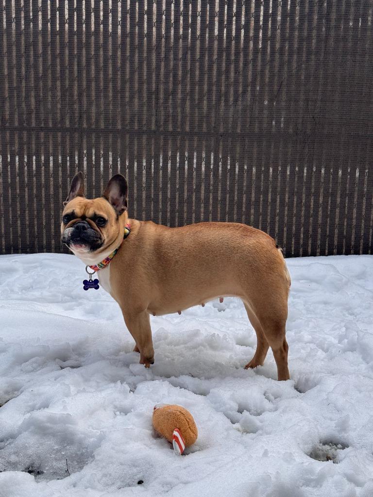 Enlarge Fizzie, a Adopted French Bulldog in Lunenburg, VT image 2/2