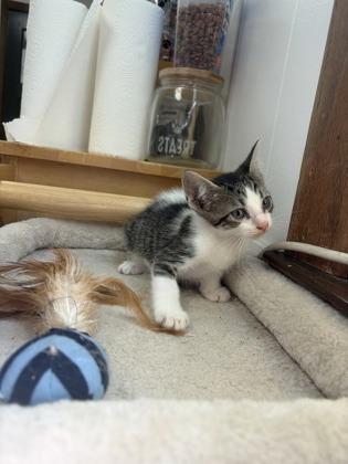Enlarge Langdon, a Adoptable mixed breed in Burlington, WI image 2/3