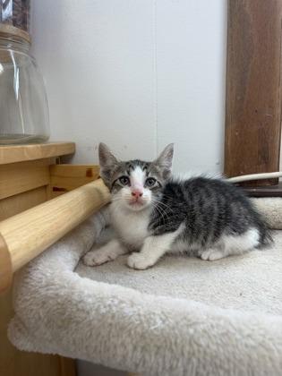Enlarge Langdon, a Adoptable mixed breed in Burlington, WI image 3/3