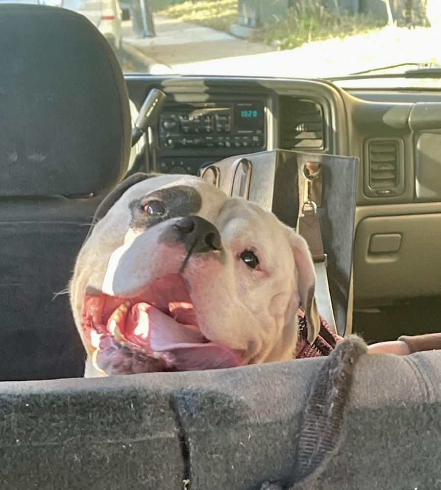 Enlarge Staxx, a Adoptable mixed breed in La Grande, OR image 1/4