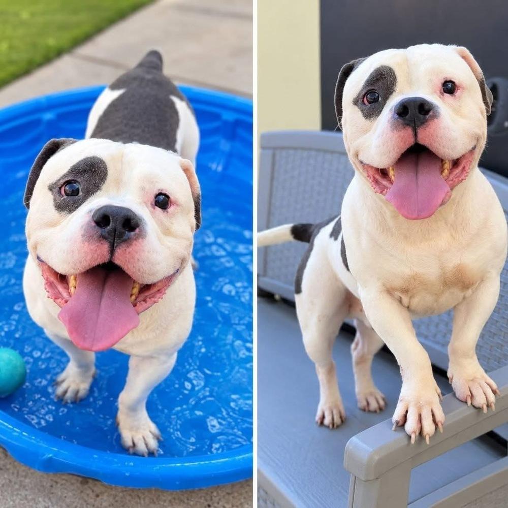 Enlarge Staxx, a Adoptable mixed breed in La Grande, OR image 2/4