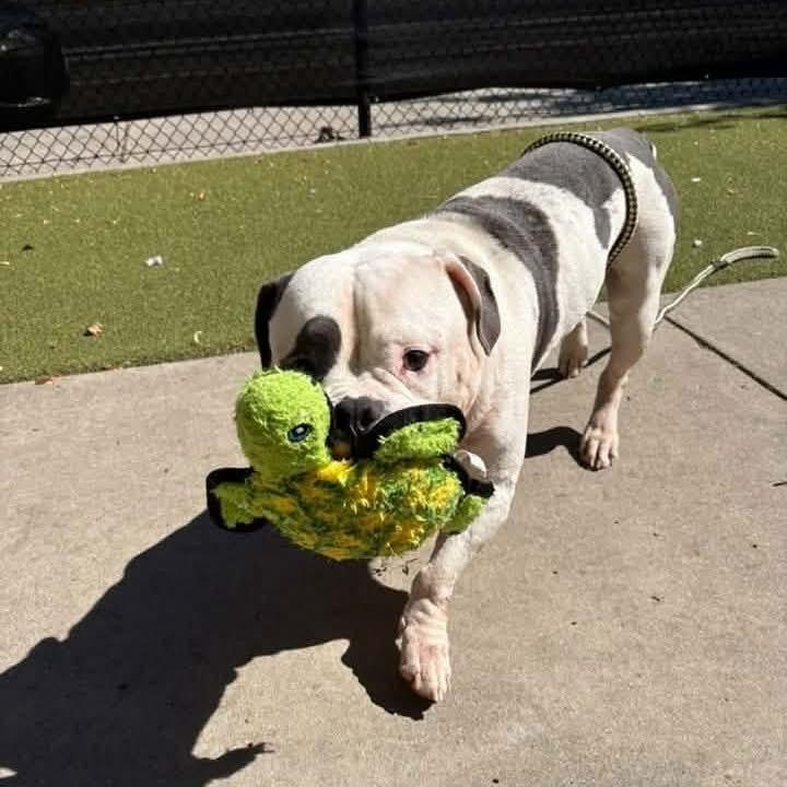 Enlarge Staxx, a Adoptable mixed breed in La Grande, OR image 3/4
