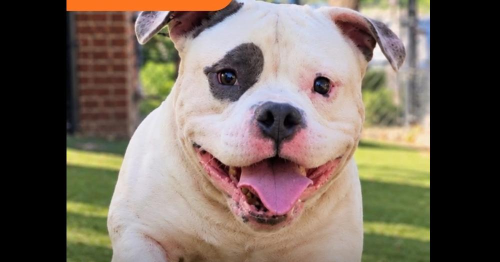 Enlarge Staxx, a Adoptable mixed breed in La Grande, OR image 4/4