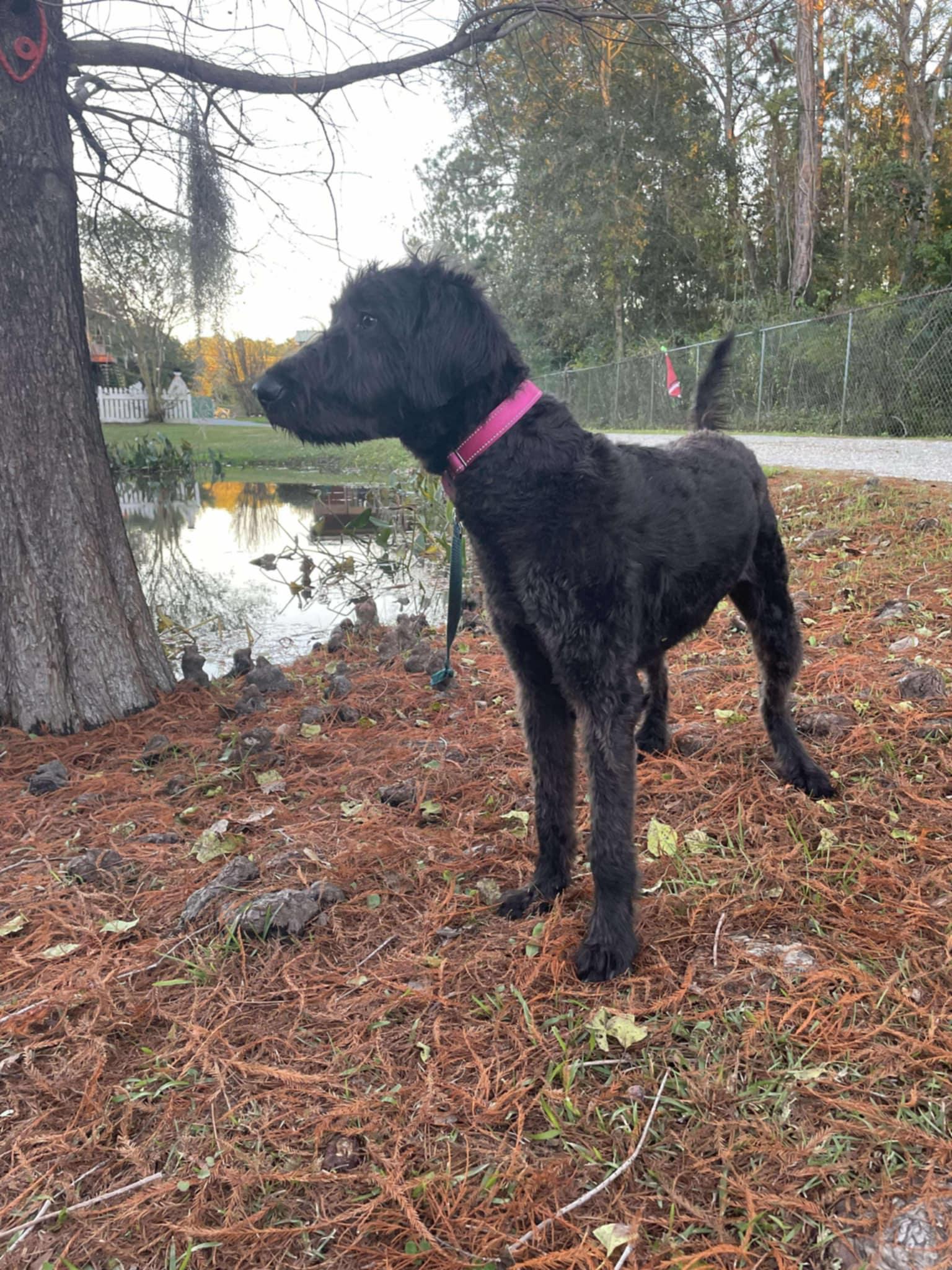 MARGO-ADOPTED!!, Adoptable, Young Female Labradoodle.