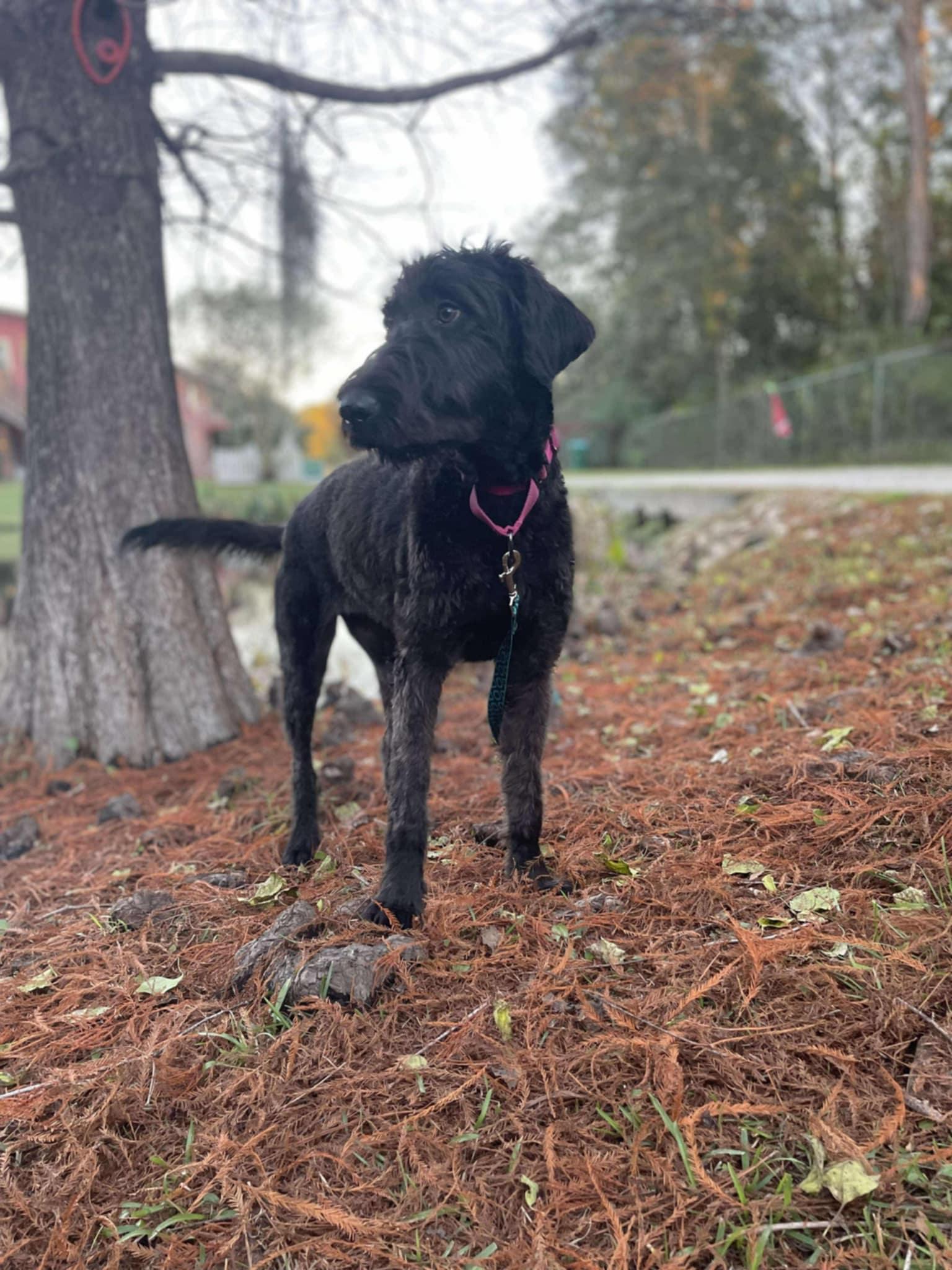 Enlarge MARGO-ADOPTED!!, a Adoptable Labradoodle in North Granby, CT image 2/3