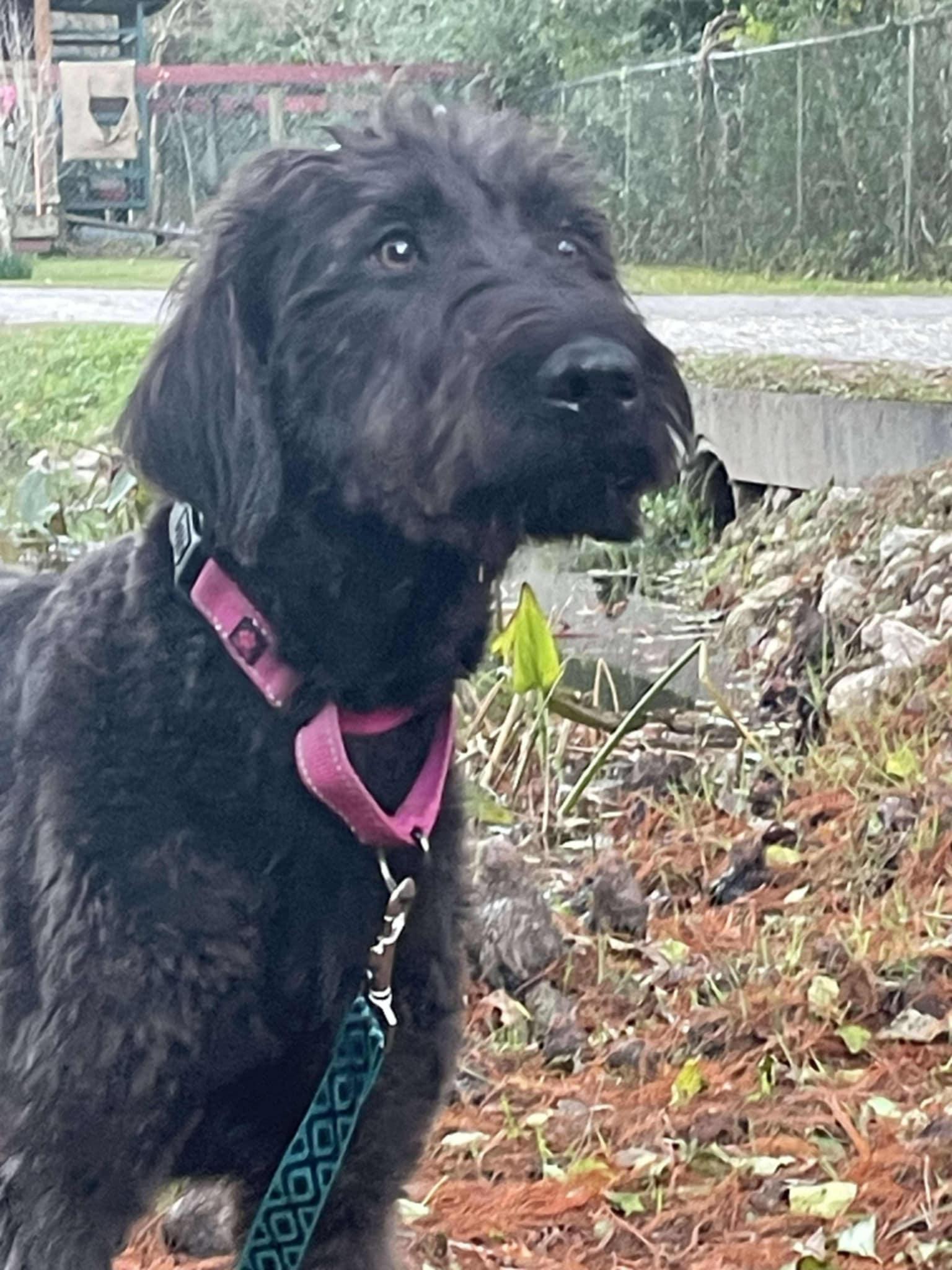 Enlarge MARGO-ADOPTED!!, a Adoptable Labradoodle in North Granby, CT image 3/3