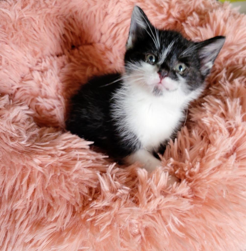 Leo, Adoptable, Young Male Domestic Short Hair.