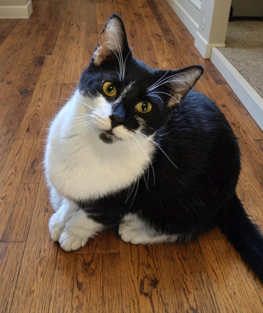 Enlarge Leo, a Adoptable mixed breed in Decatur, IN image 2/2