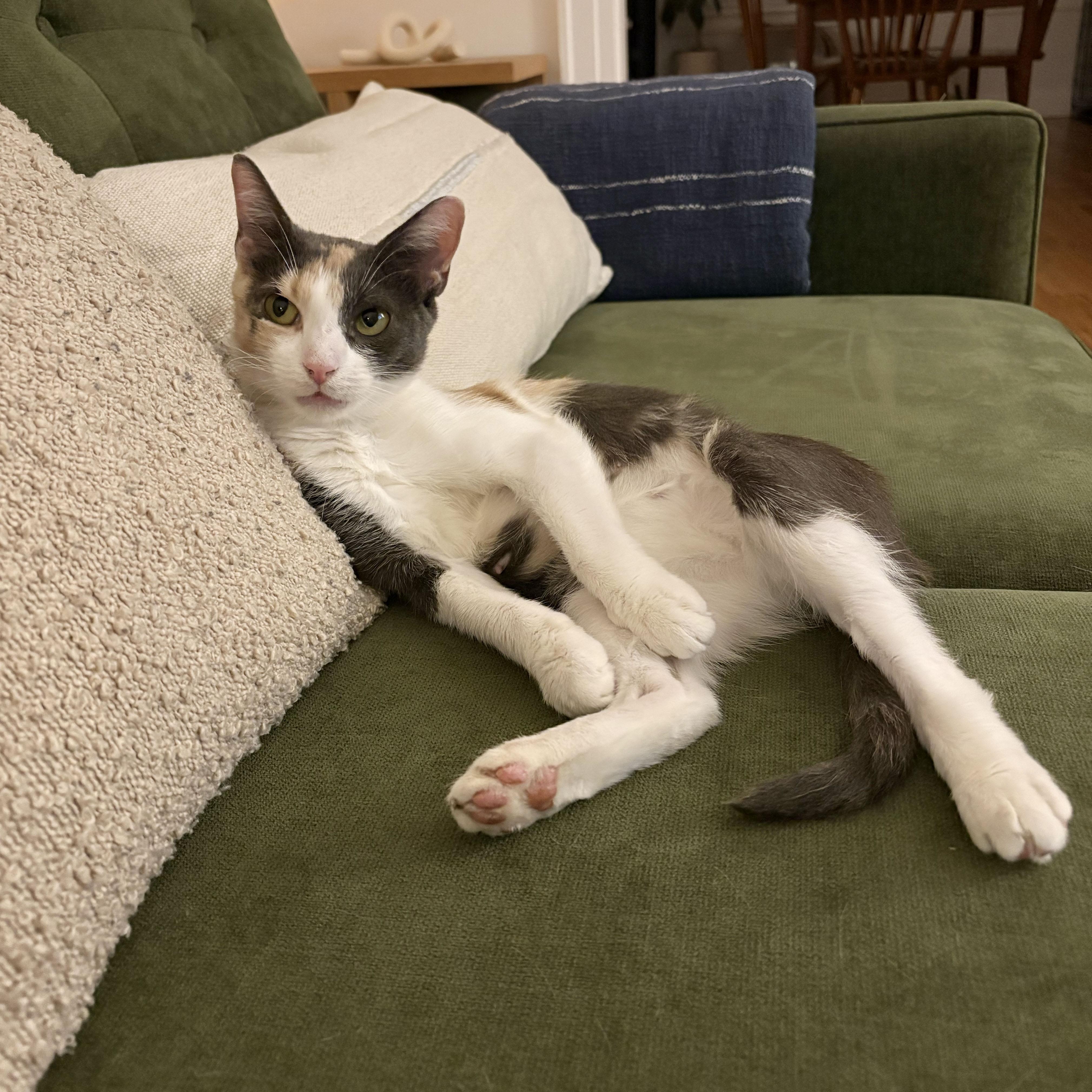 Enlarge Rose, a Adopted Domestic Short Hair in BROOKLYN, NY image 5/6