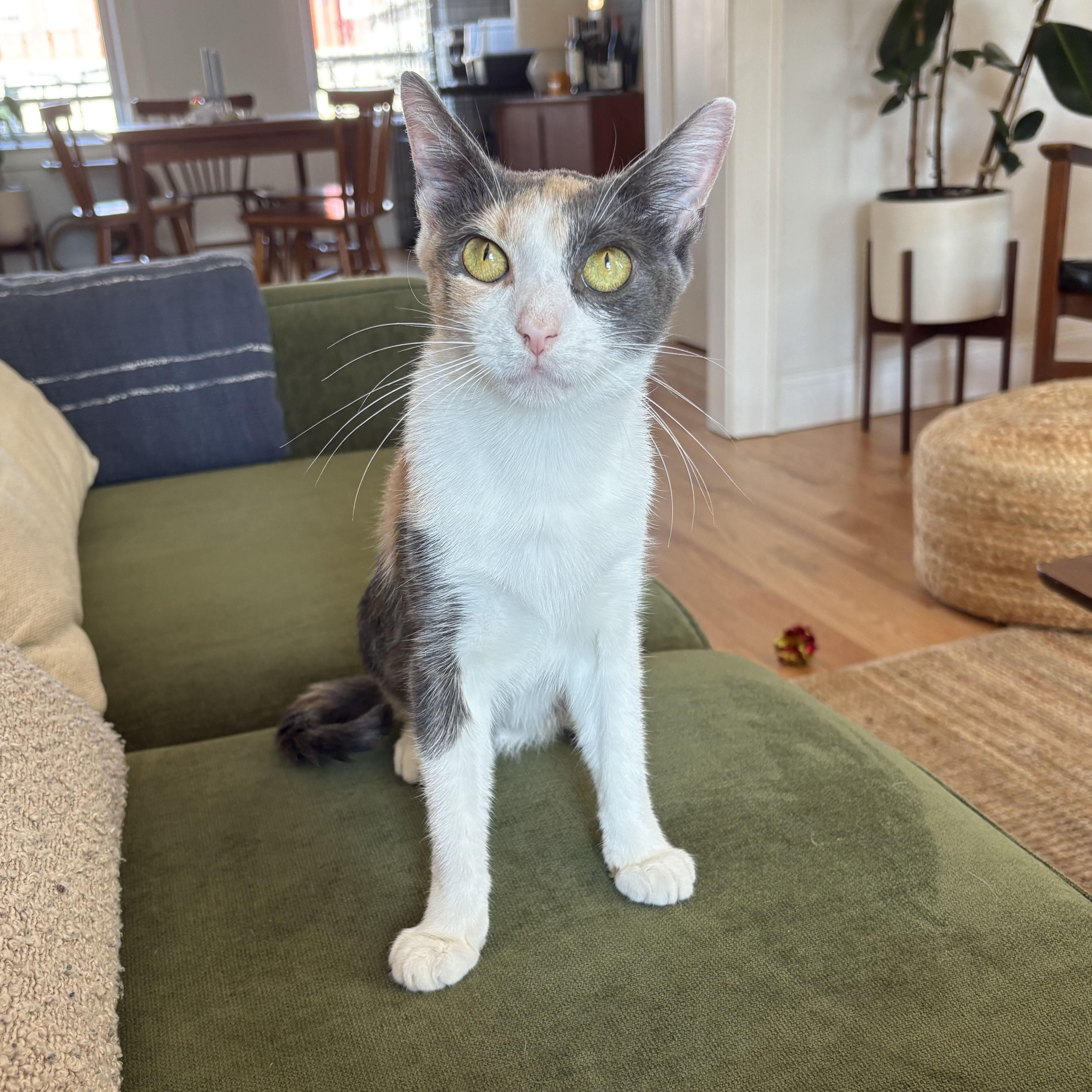 Enlarge Rose, a Adopted Domestic Short Hair in BROOKLYN, NY image 2/6