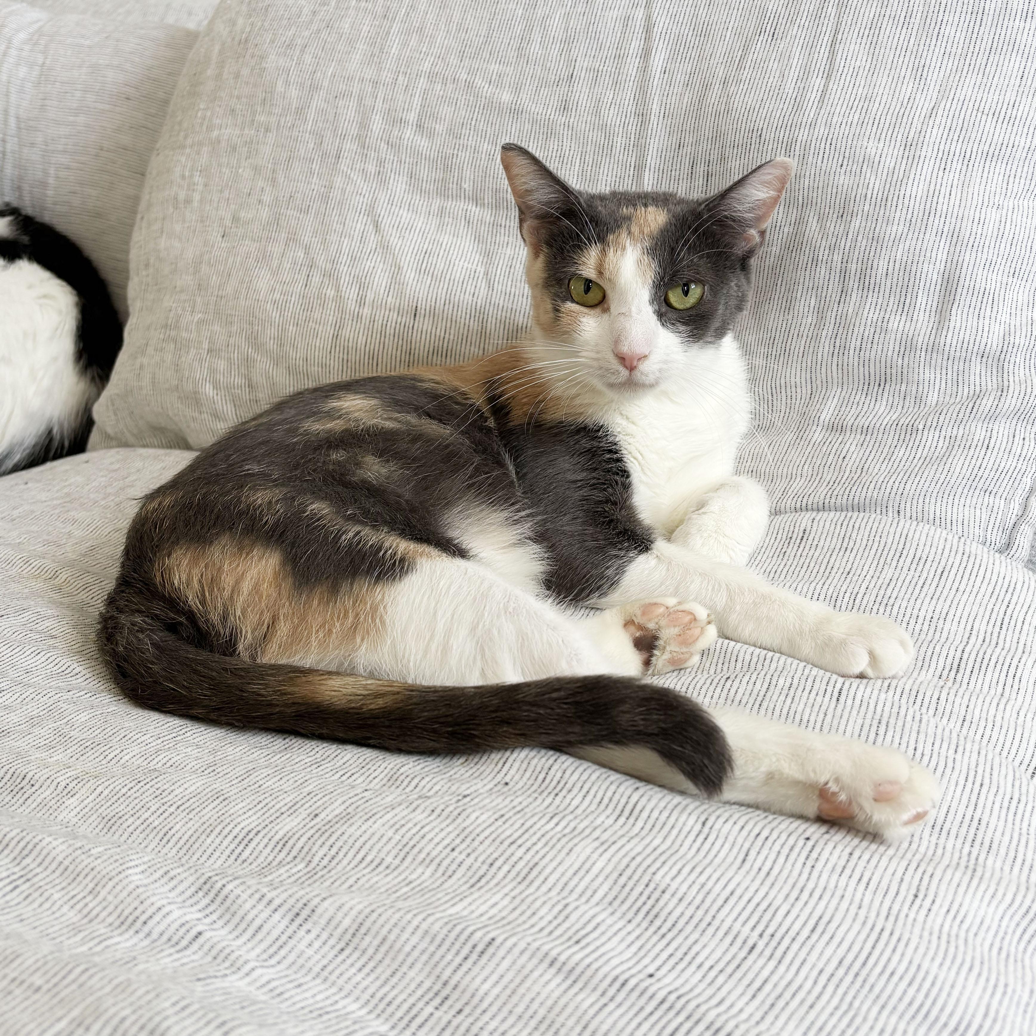 Enlarge Rose, a Adopted Domestic Short Hair in BROOKLYN, NY image 1/6
