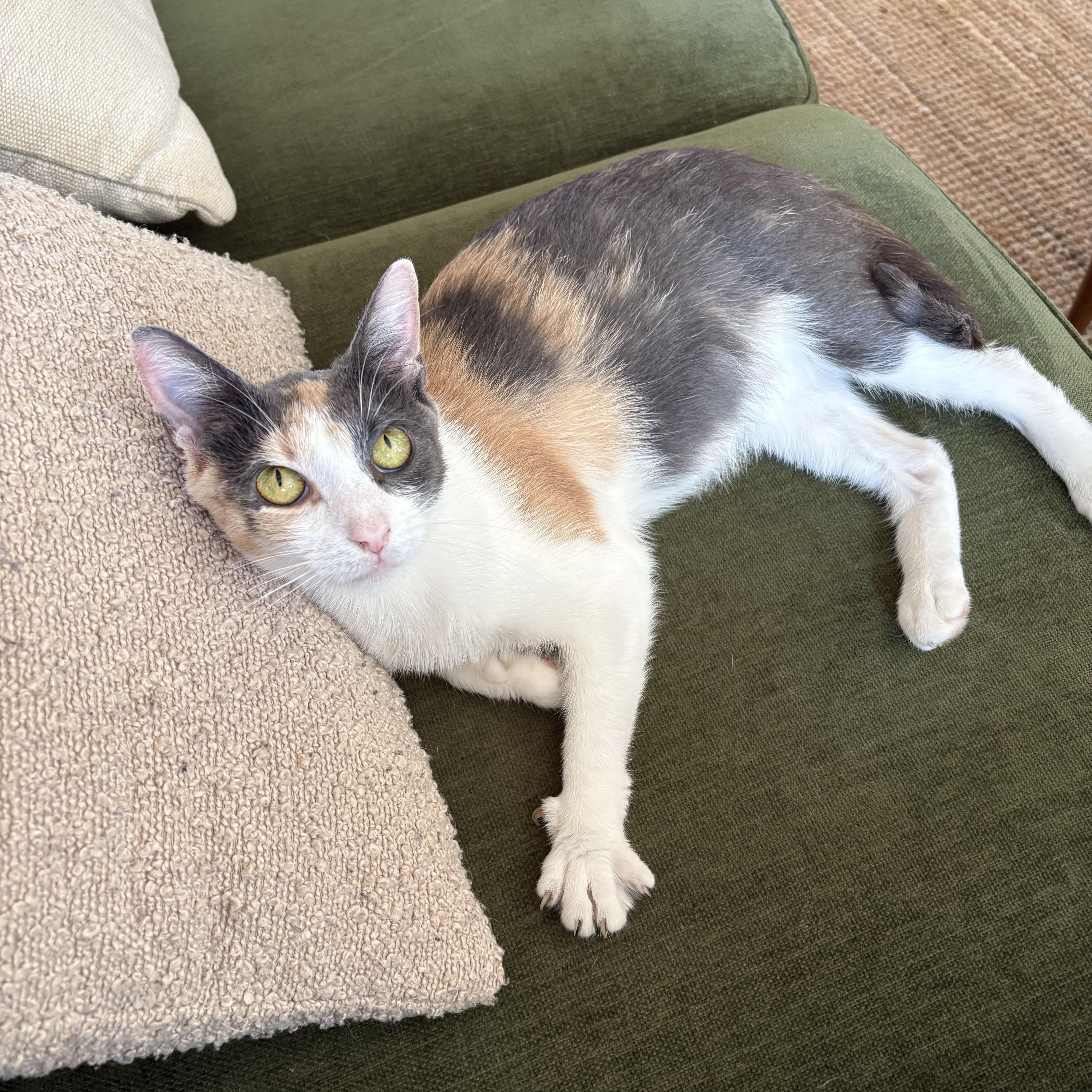 Enlarge Rose, a Adopted Domestic Short Hair in BROOKLYN, NY image 3/6