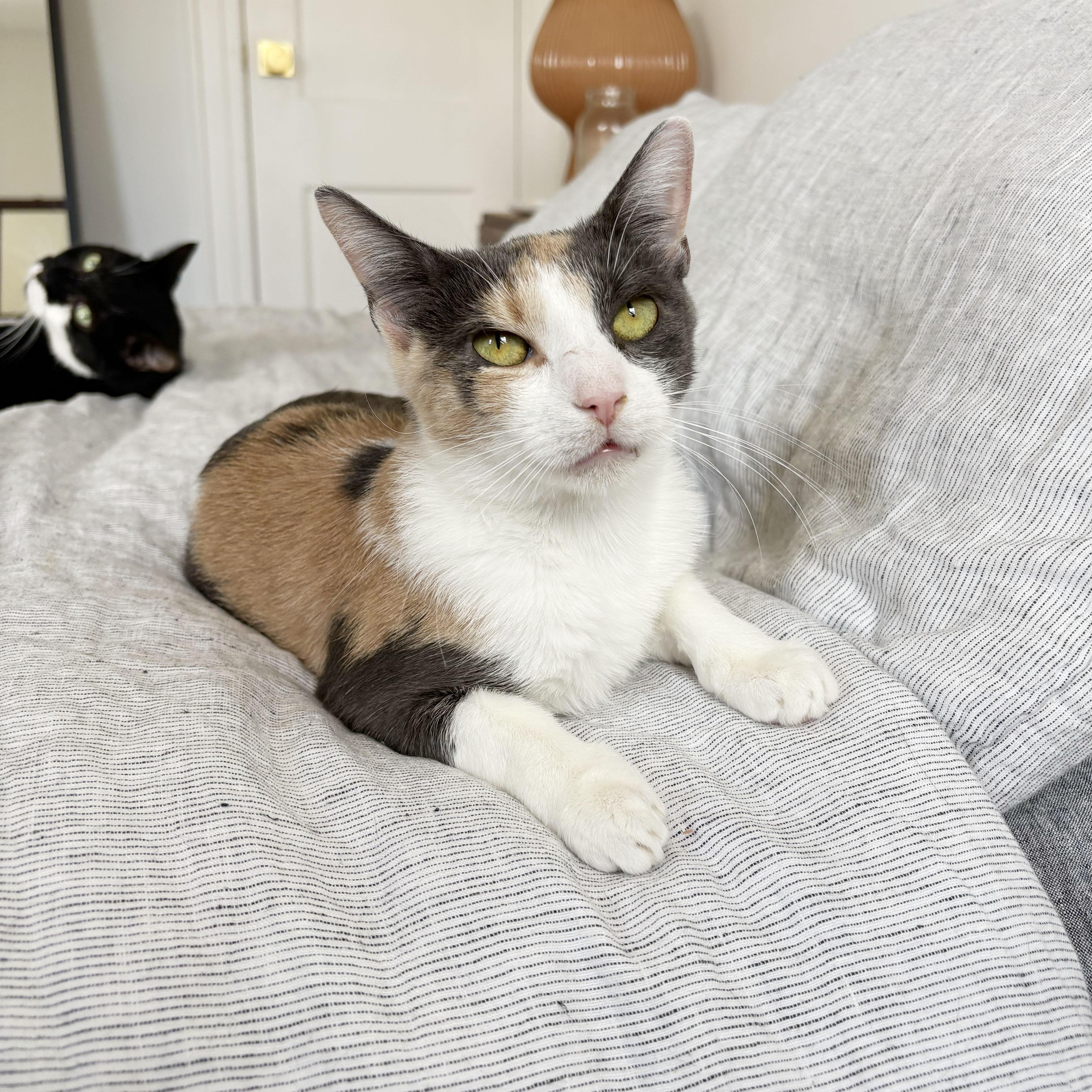 Enlarge Rose, a Adopted Domestic Short Hair in BROOKLYN, NY image 6/6