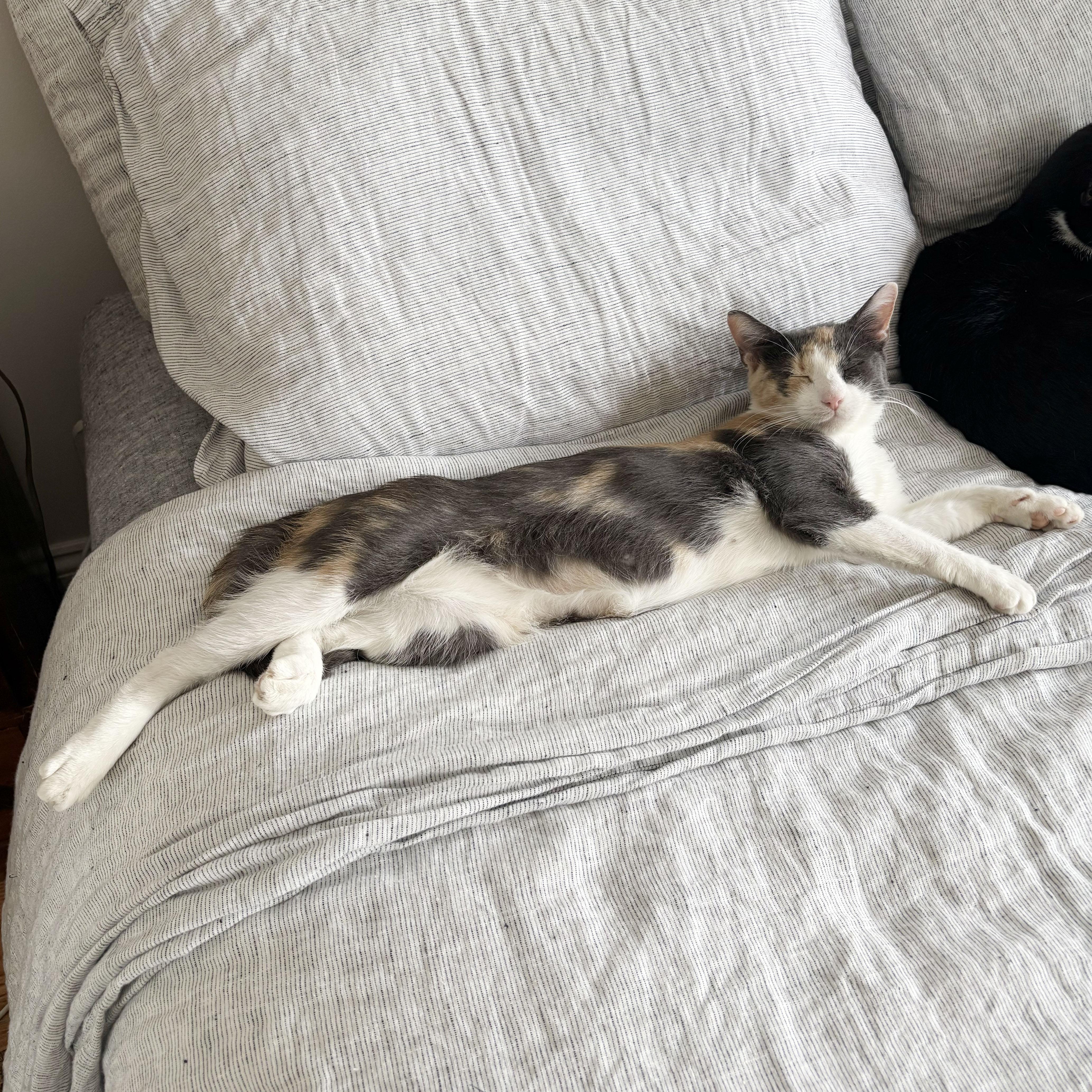 Enlarge Rose, a Adopted Domestic Short Hair in BROOKLYN, NY image 4/6