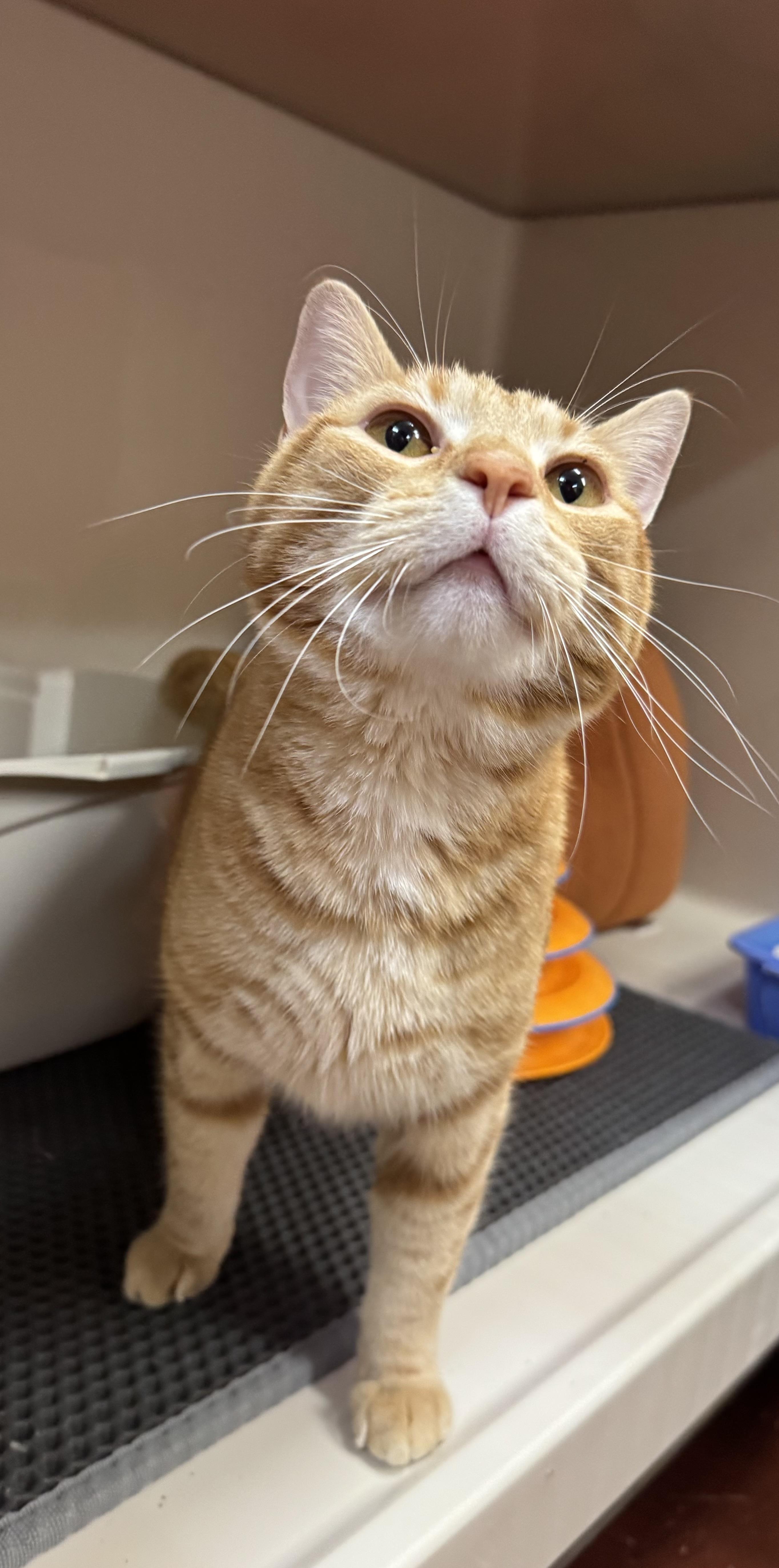 Enlarge Orange Crush, an adopted Domestic Short Hair in Tomah, WI image 1/1