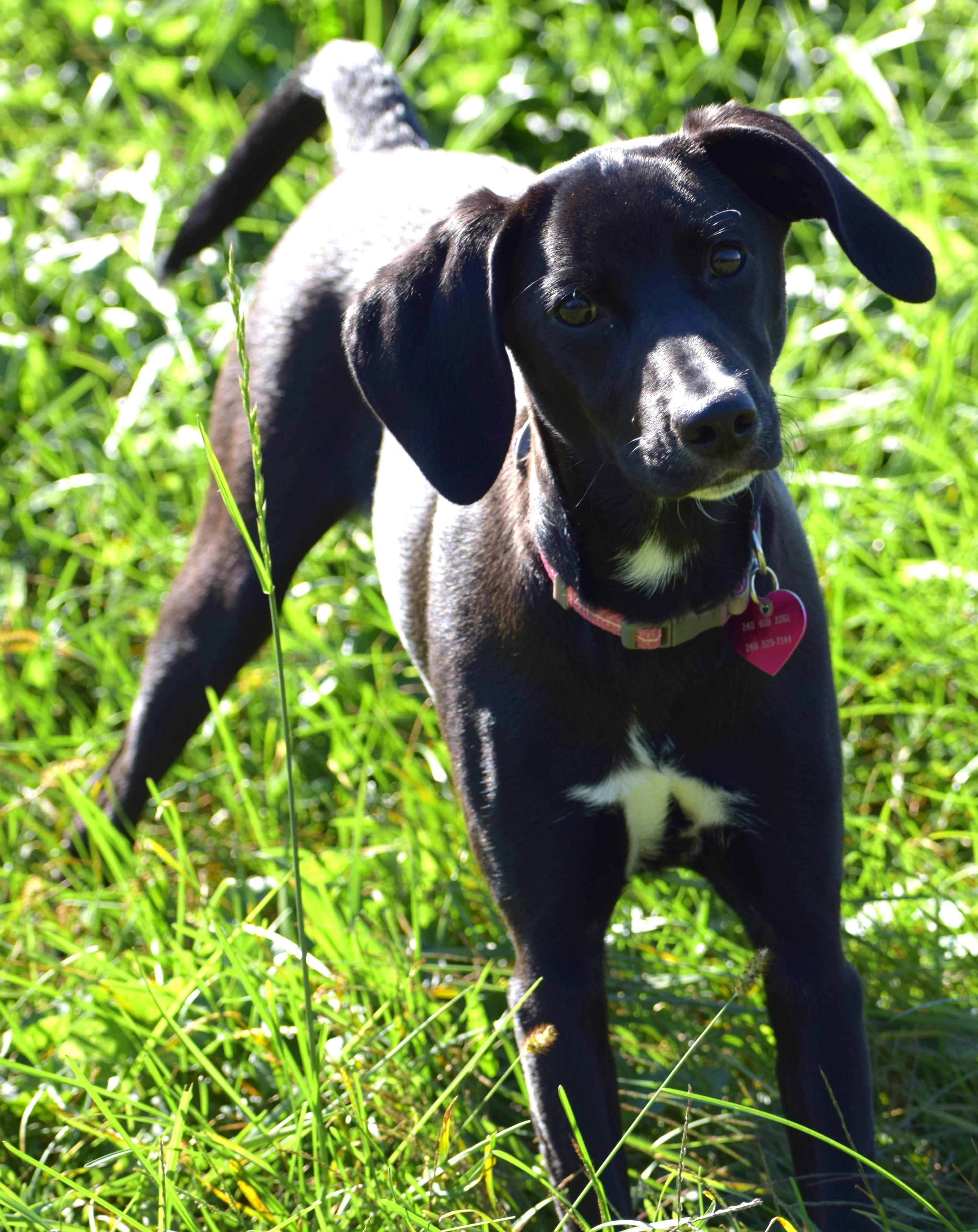 Enlarge Aster-Available www.lhar.dog to apply, a Adoptable mixed breed in Frederick, MD image 5/6