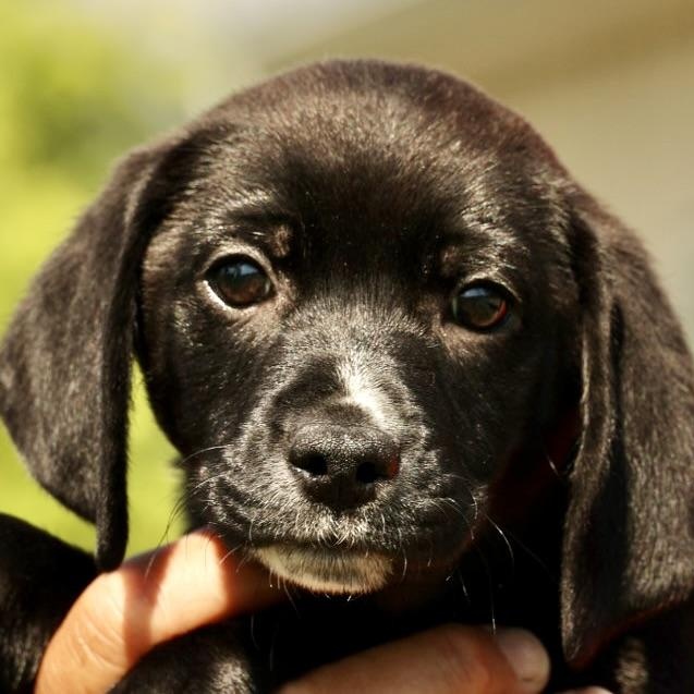 Aster-Available www.lhar.dog to apply, adoptable, Puppy Female Beagle & Terrier.