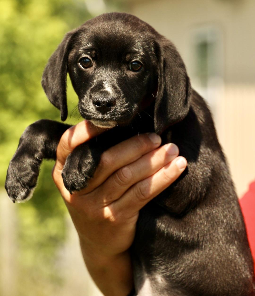 Enlarge Aster-Available www.lhar.dog to apply, an adoptable mixed breed in Frederick, MD image 5/5