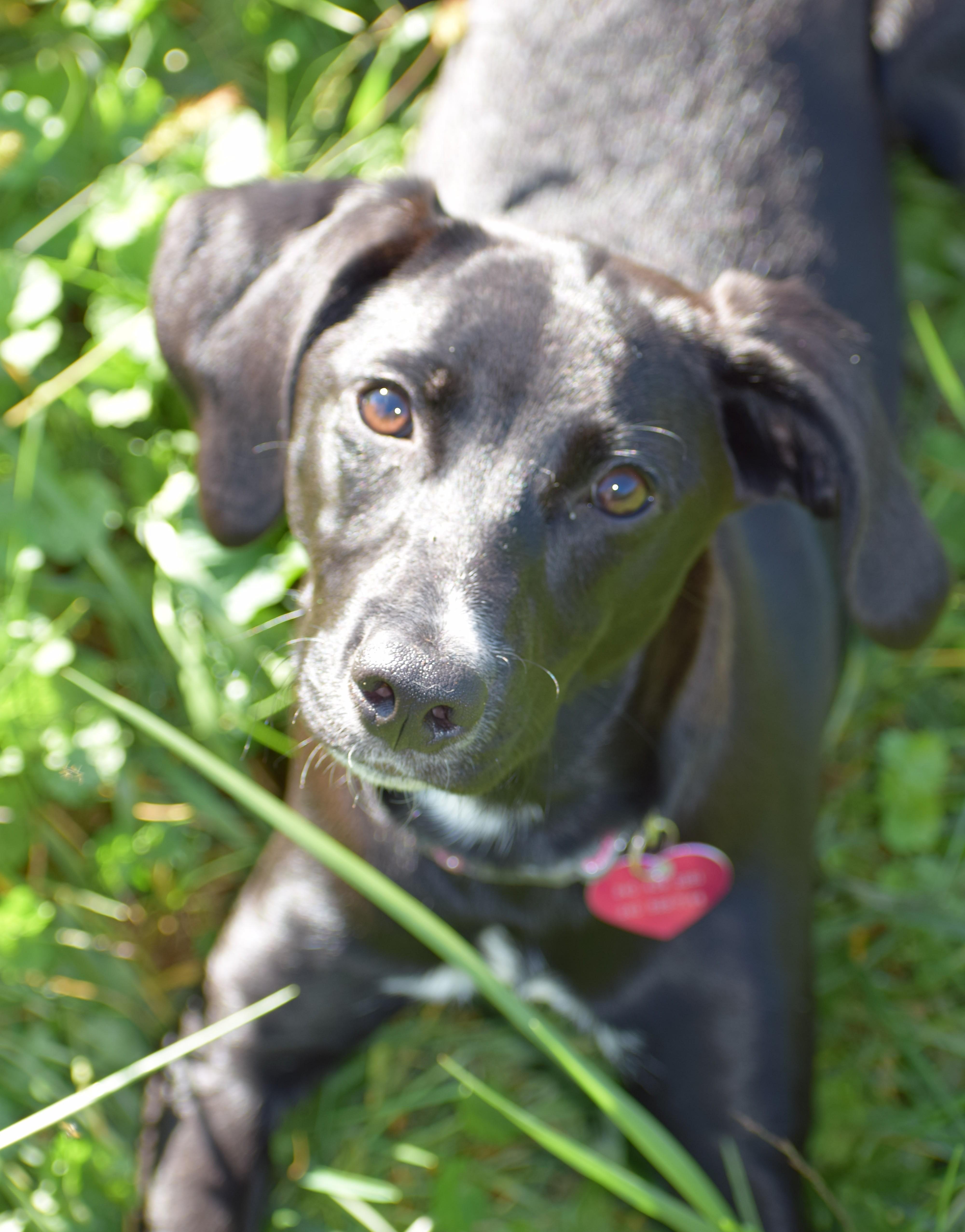Enlarge Aster-Available www.lhar.dog to apply, a Adoptable mixed breed in Frederick, MD image 1/6