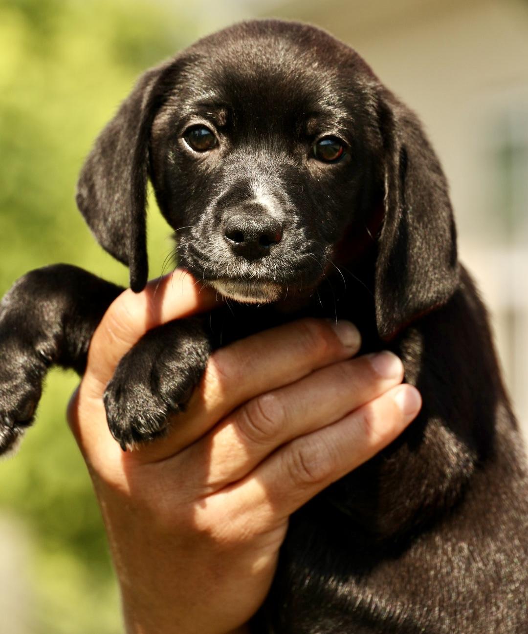 Enlarge Aster-Available www.lhar.dog to apply, an adoptable mixed breed in Frederick, MD image 2/5