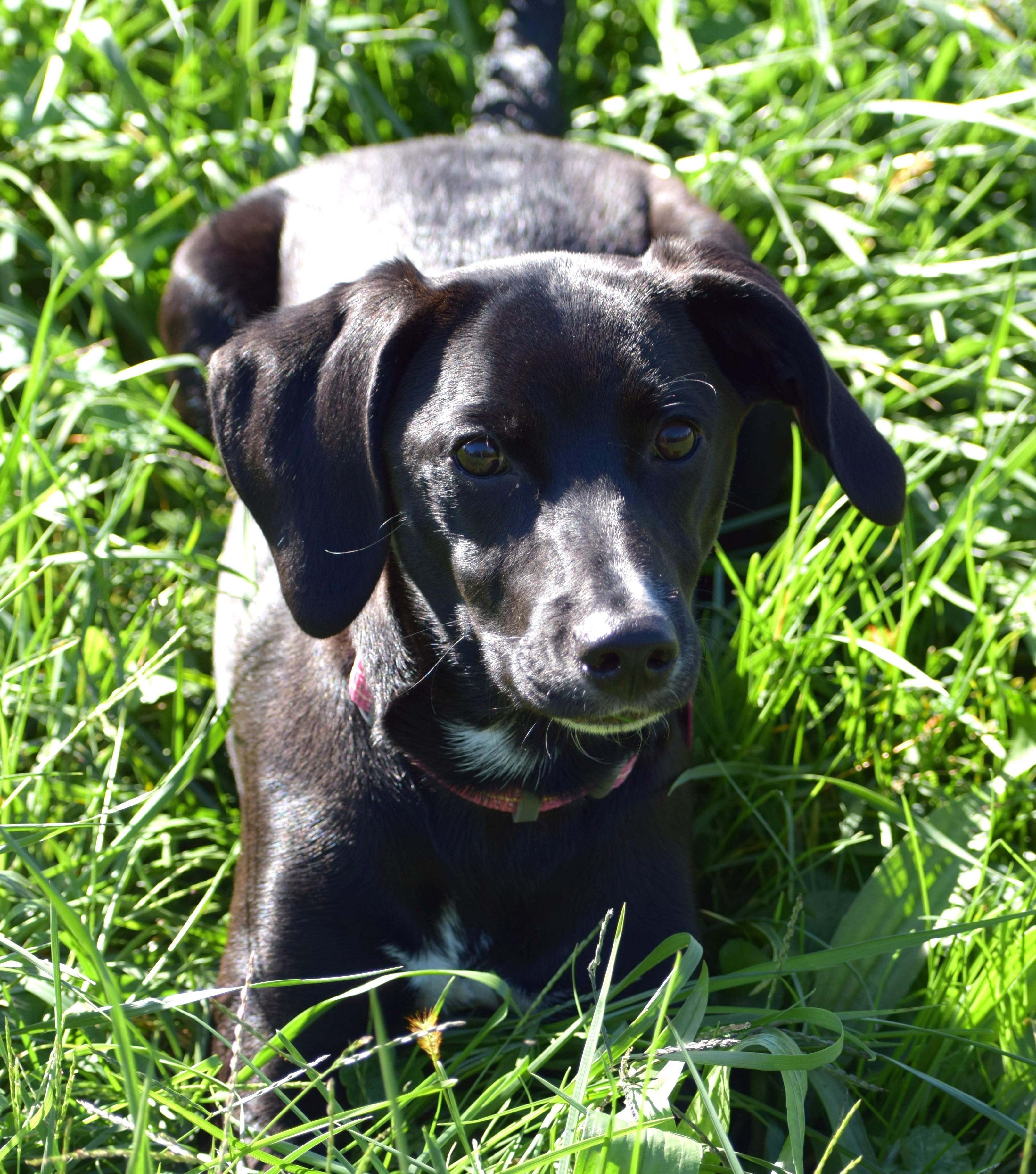 Enlarge Aster-Available www.lhar.dog to apply, a Adoptable mixed breed in Frederick, MD image 6/6