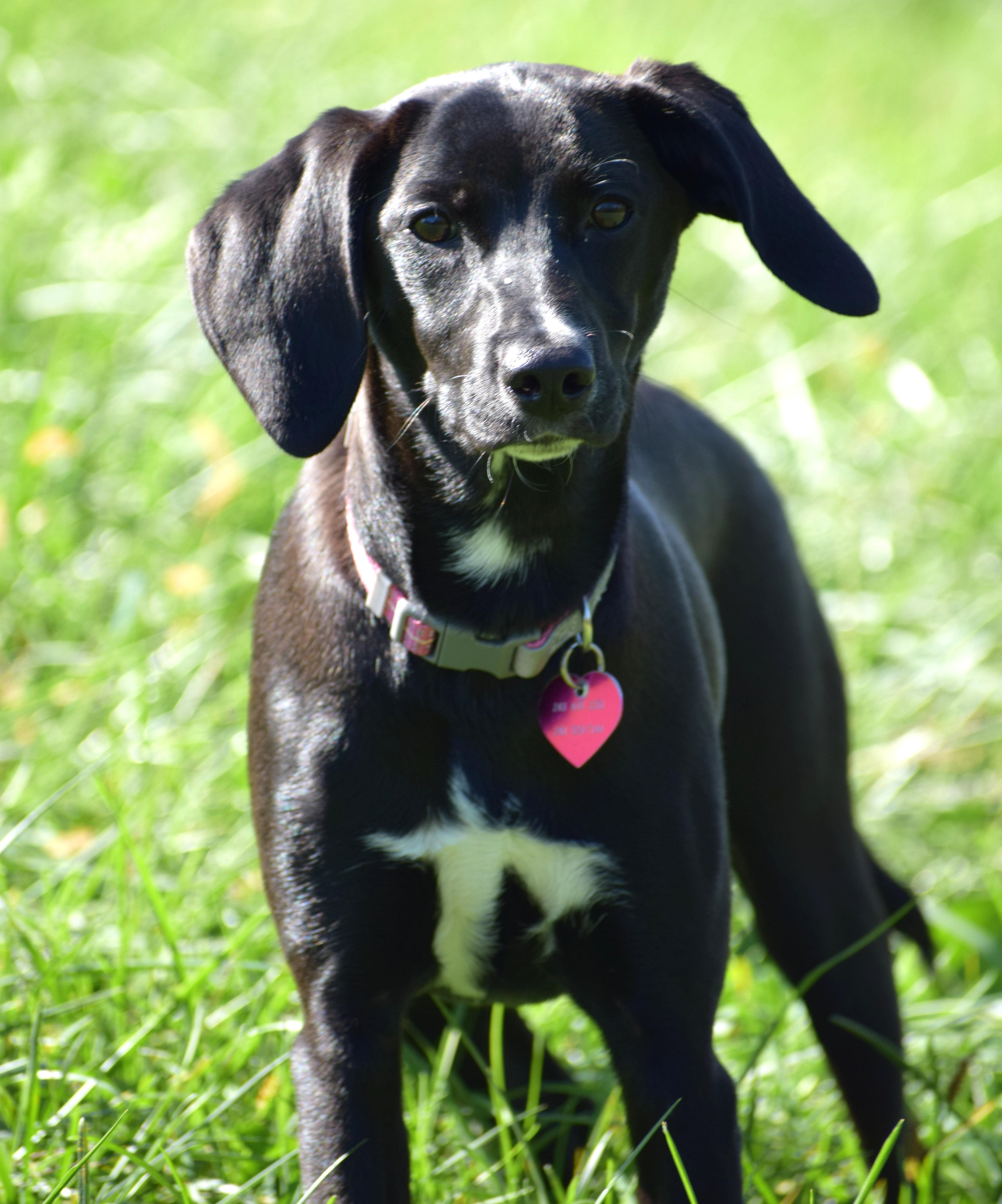 Enlarge Aster-Available www.lhar.dog to apply, a Adoptable mixed breed in Frederick, MD image 2/6