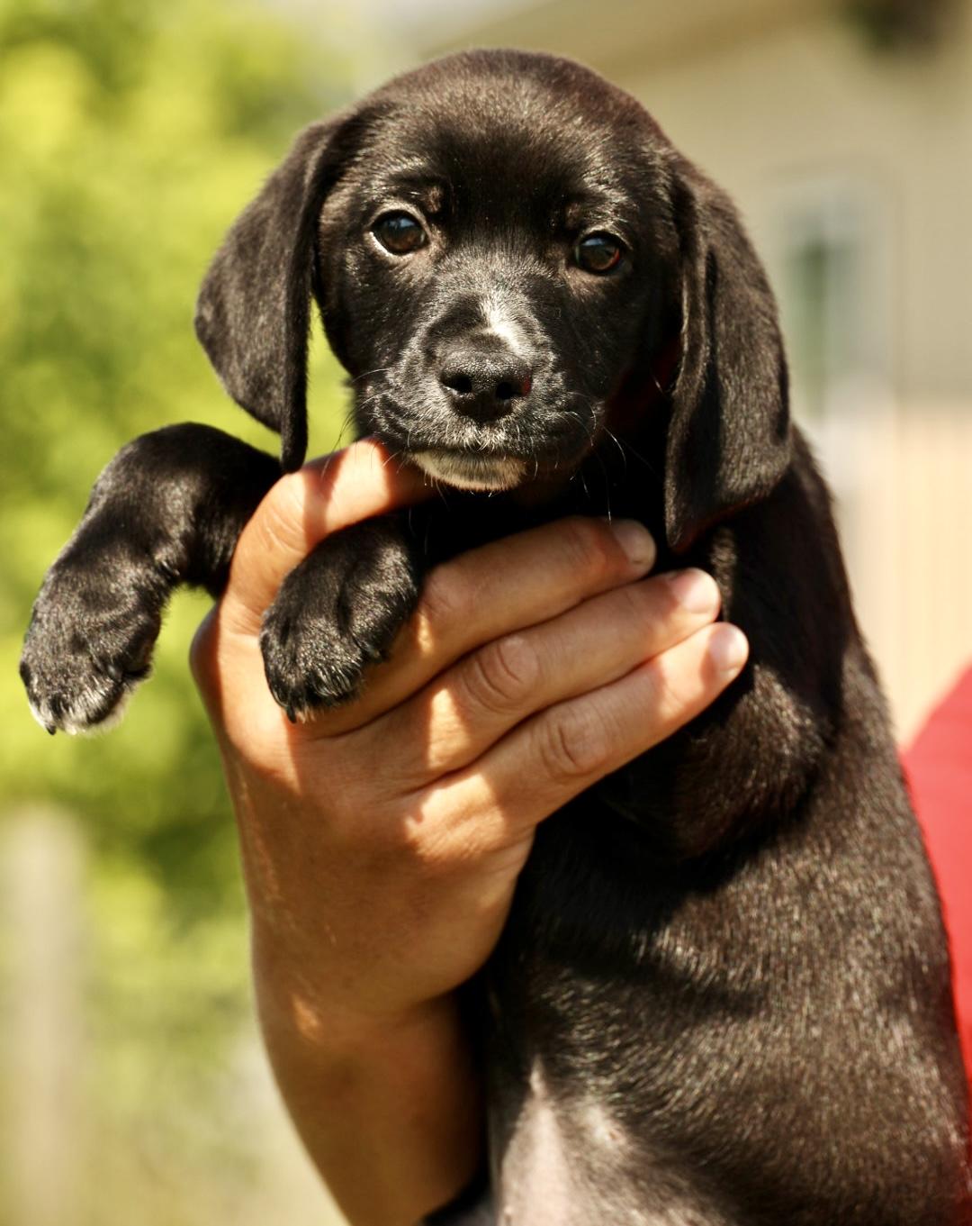Enlarge Aster-Available www.lhar.dog to apply, an adoptable mixed breed in Frederick, MD image 3/5