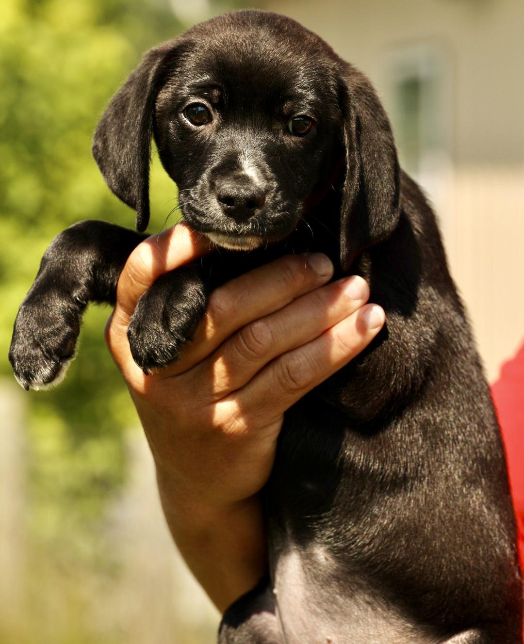 Enlarge Aster-Available www.lhar.dog to apply, an adoptable mixed breed in Frederick, MD image 4/5