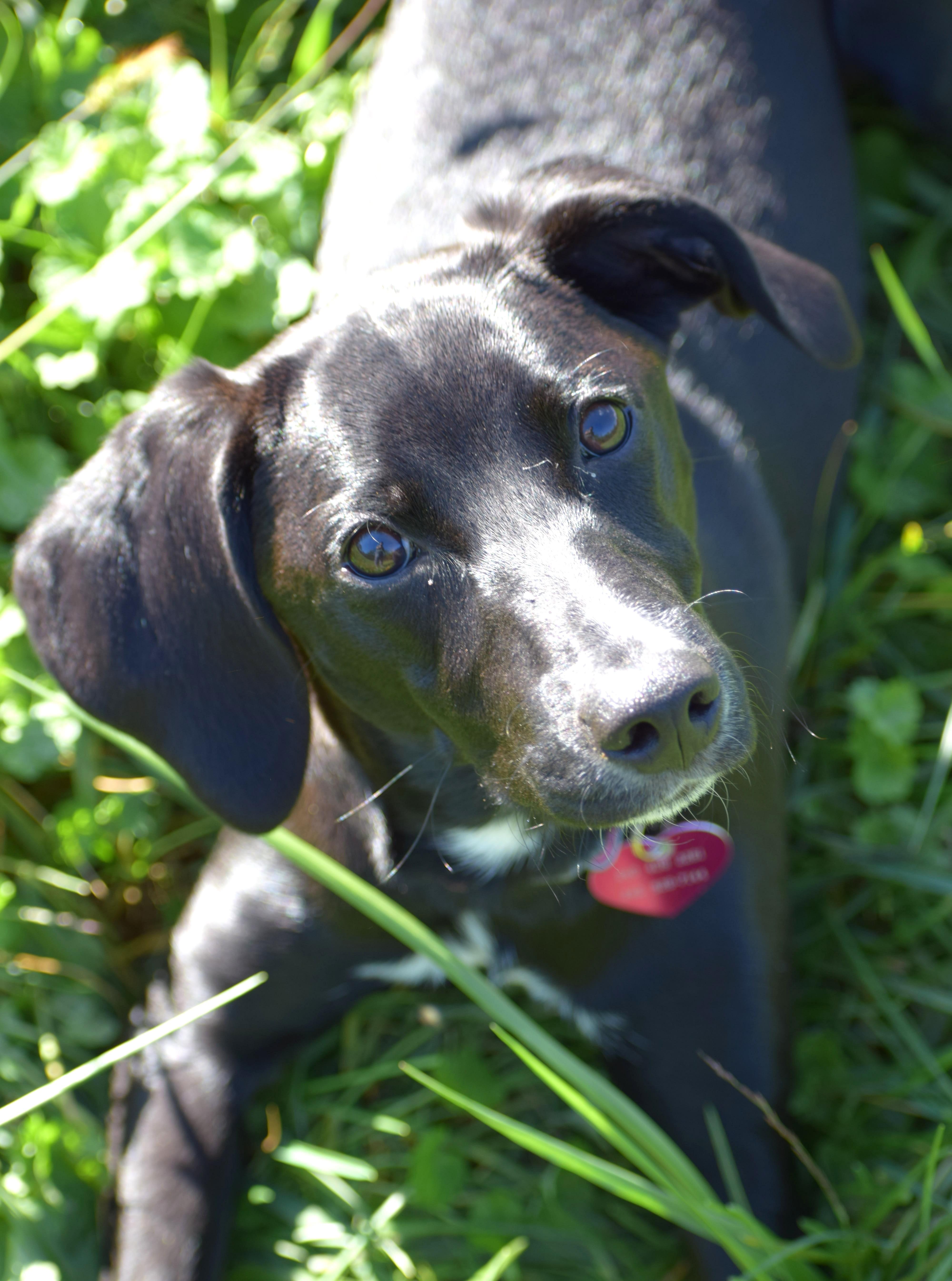 Enlarge Aster-Available www.lhar.dog to apply, a Adoptable mixed breed in Frederick, MD image 3/6