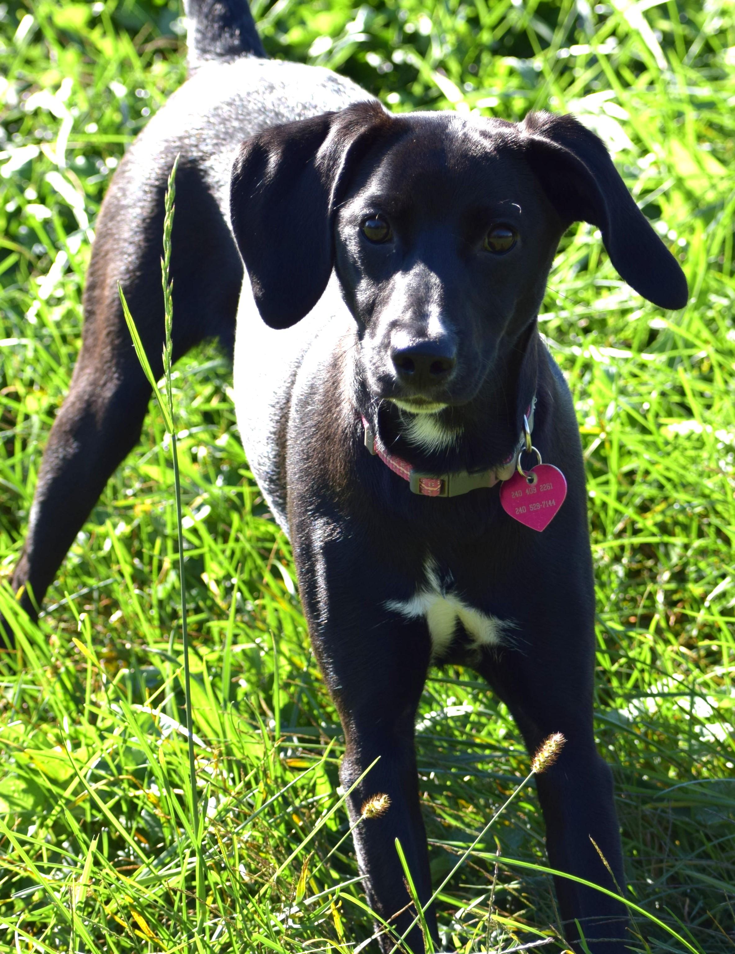 Enlarge Aster-Available www.lhar.dog to apply, a Adoptable mixed breed in Frederick, MD image 4/6