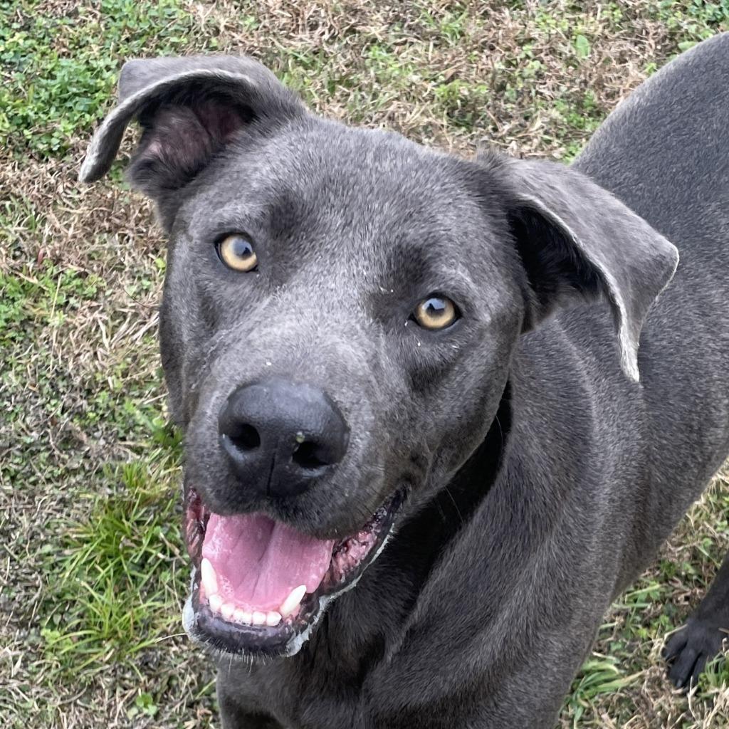 Enlarge Maggie, a Adoptable mixed breed in Brenham, TX image 1/6