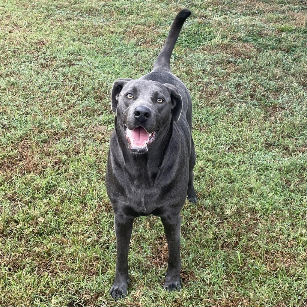 Enlarge Maggie, a Adoptable mixed breed in Brenham, TX image 3/6