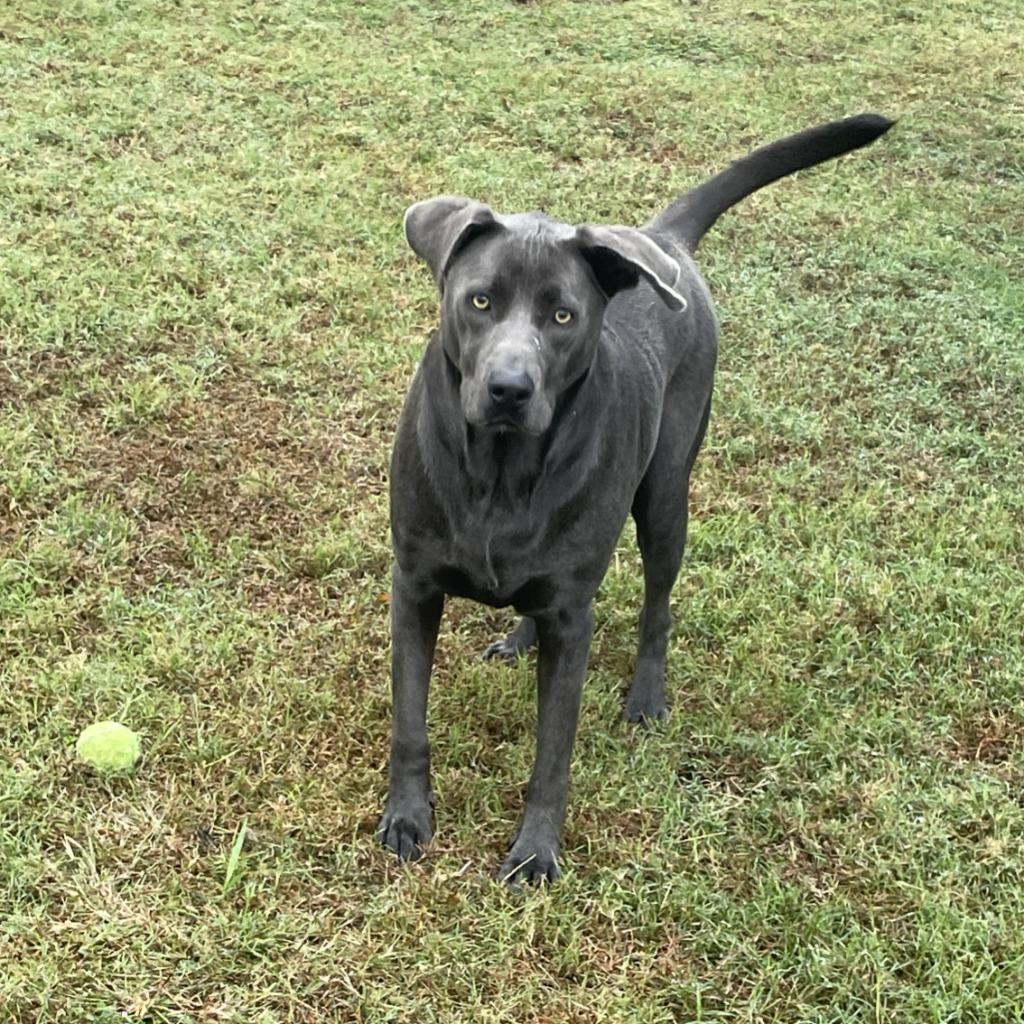 Enlarge Maggie, a Adoptable mixed breed in Brenham, TX image 6/6