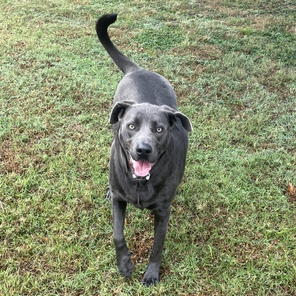 Enlarge Maggie, a Adoptable mixed breed in Brenham, TX image 4/6