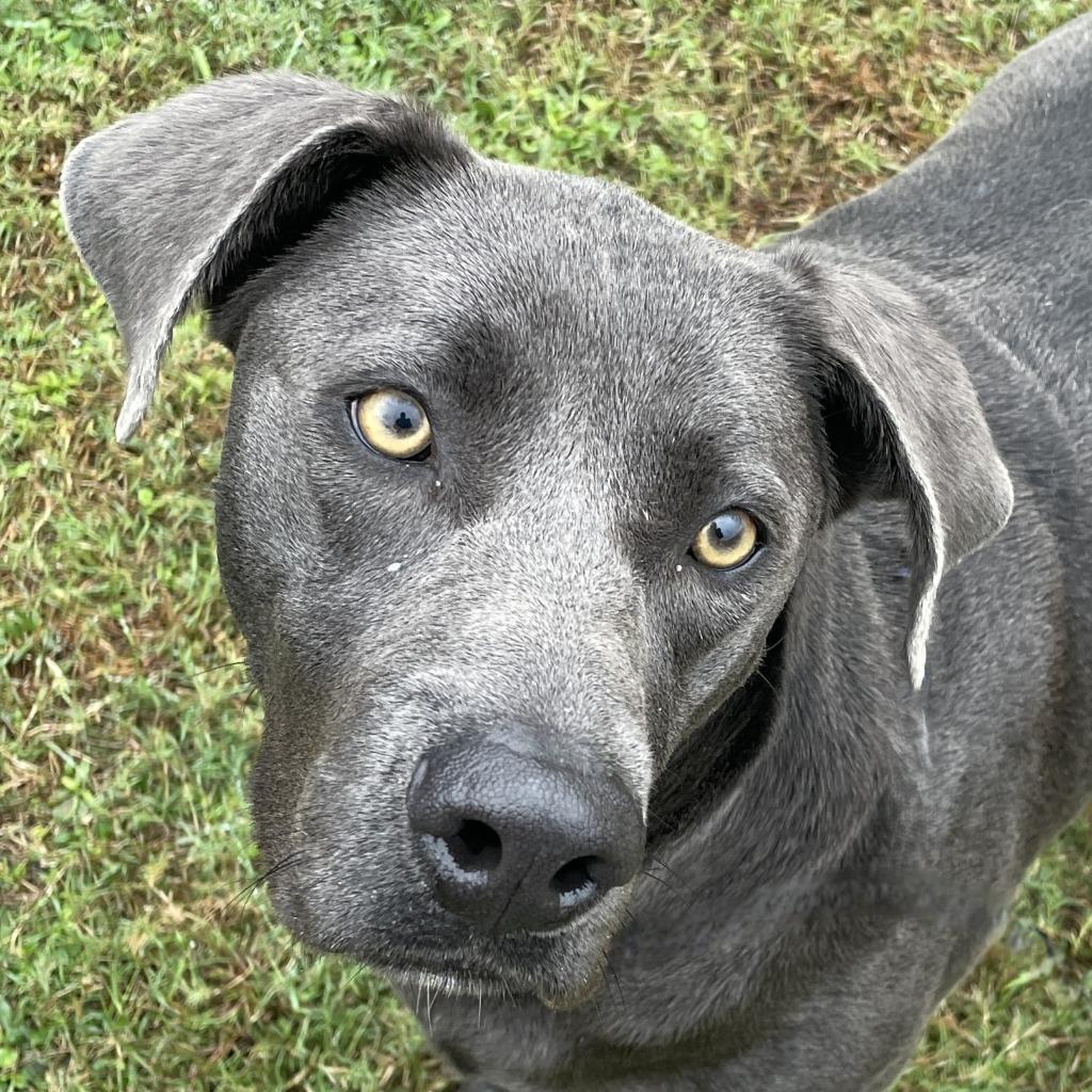 Maggie, Adoptable, Adult Female Labrador Retriever & Mixed Breed.
