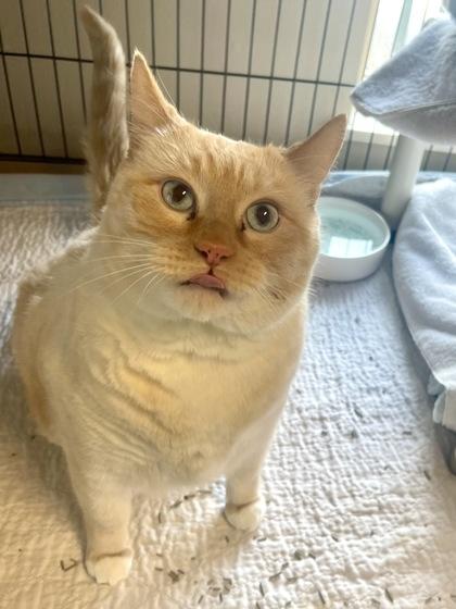 Enlarge Casper, a ADOPTABLE Domestic Short Hair in Missoula, MT image 2/2