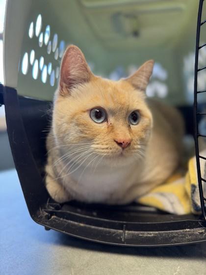 Casper, ADOPTABLE, Adult Male Domestic Short Hair.