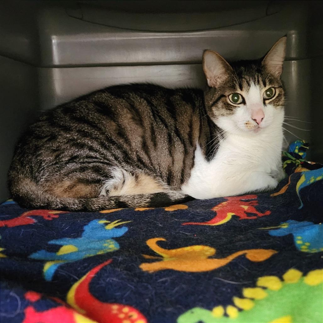 Soke — thumbnail 2