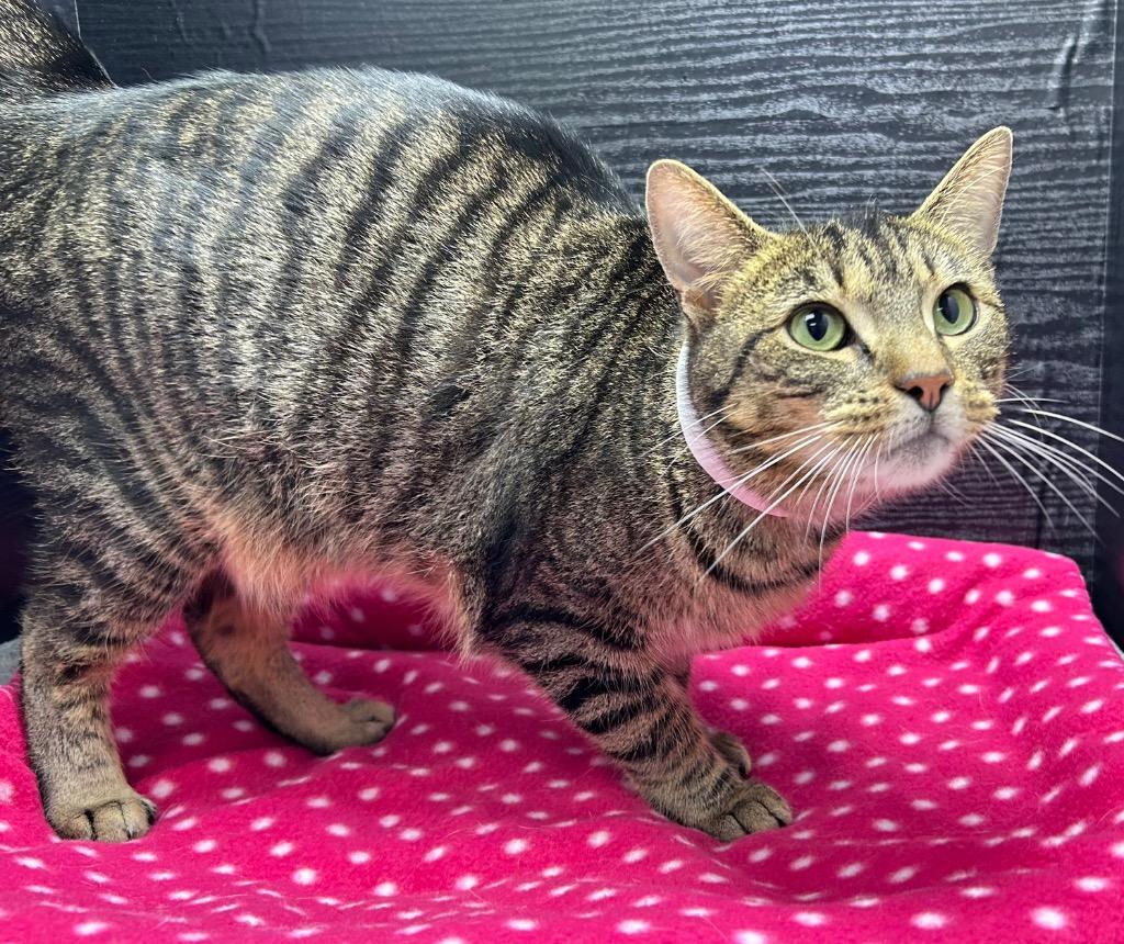 Enlarge Sammie, a Adoptable mixed breed in Washington Court House, OH image 1/1