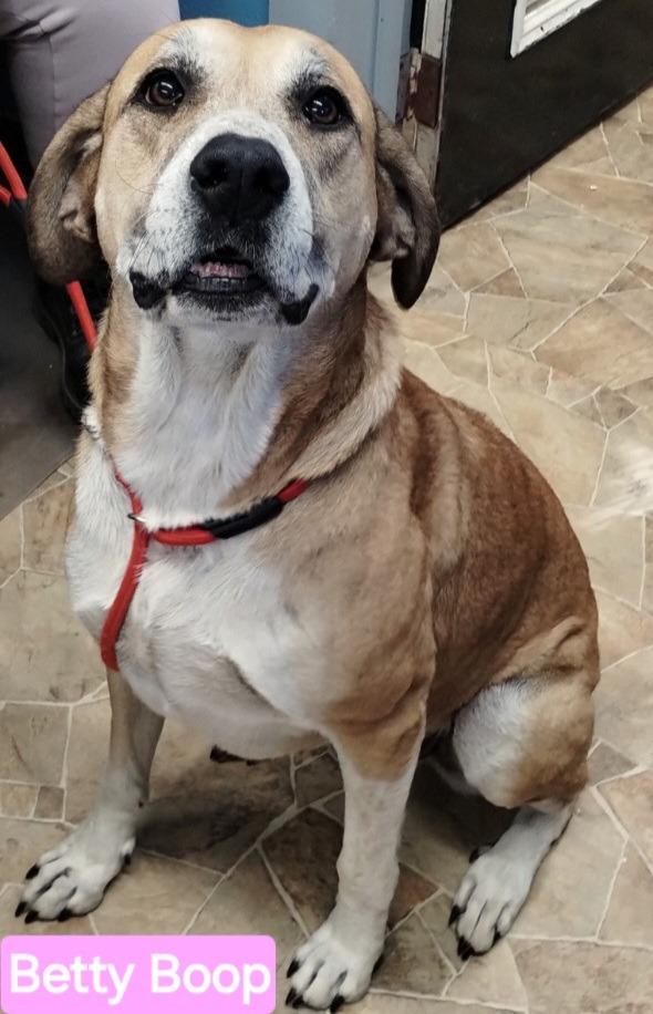 Betty Boop, Adoptable, Adult Female Yellow Labrador Retriever & Great Pyrenees.