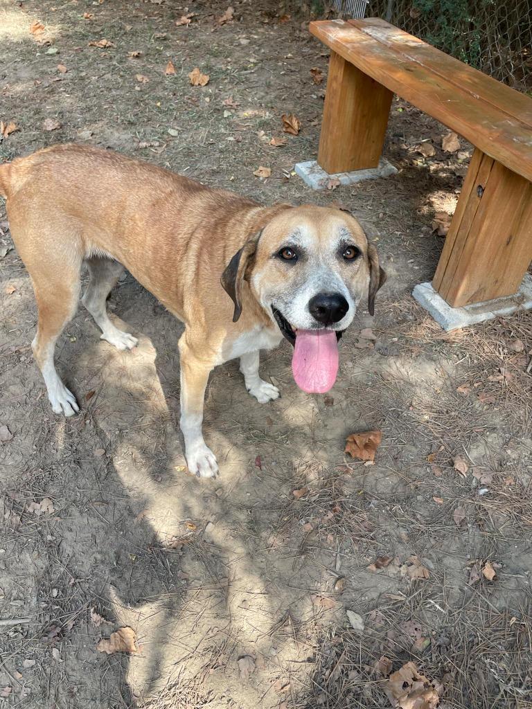 Enlarge Betty Boop, a Adoptable mixed breed in Mena, AR image 2/5